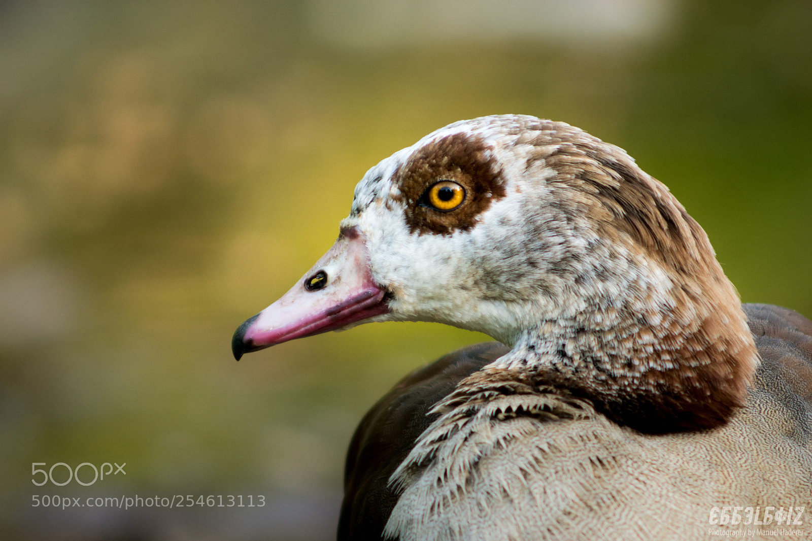 Sony ILCA-77M2 sample photo. Egyptian goose profile photography