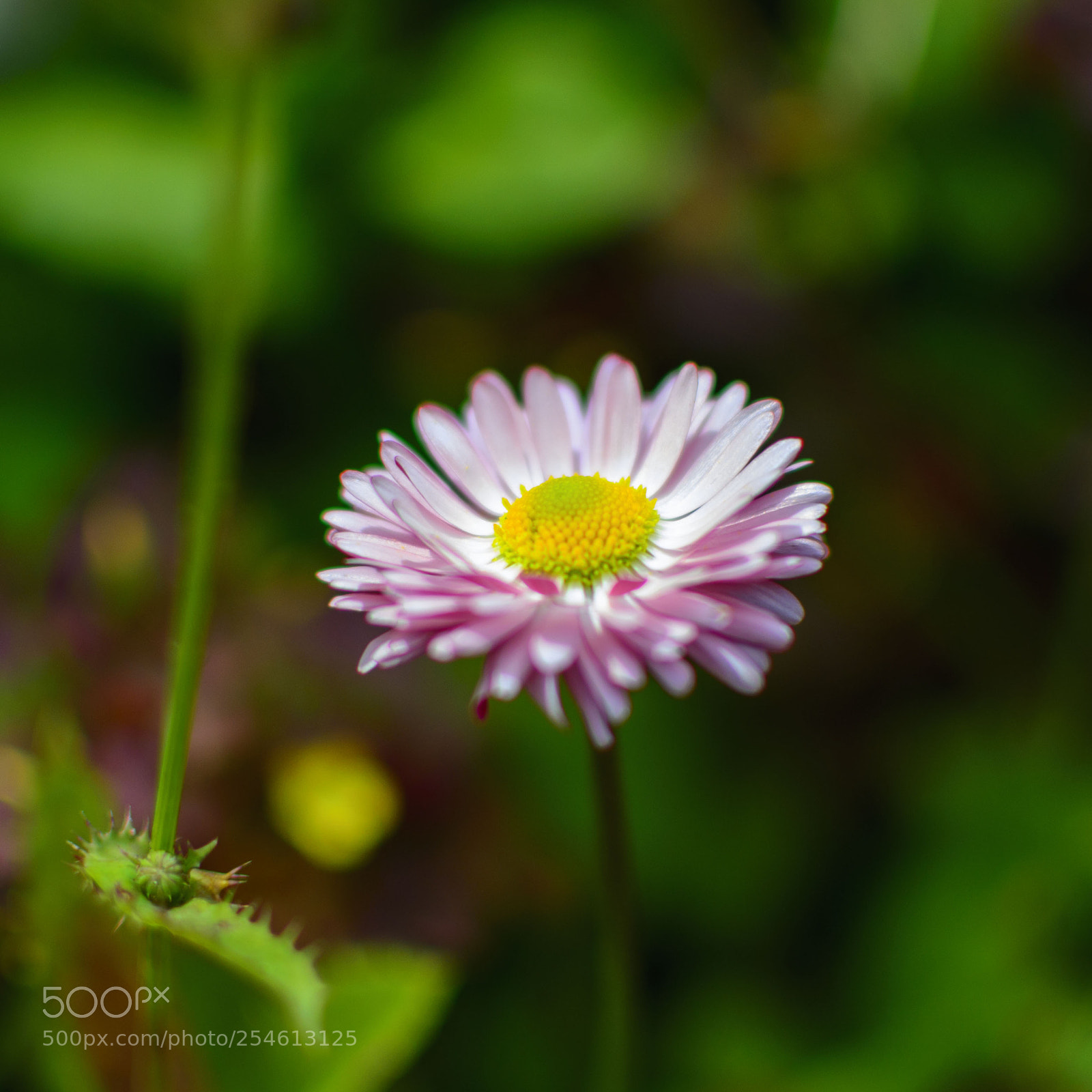 Nikon D5200 sample photo. Within macroworld photography