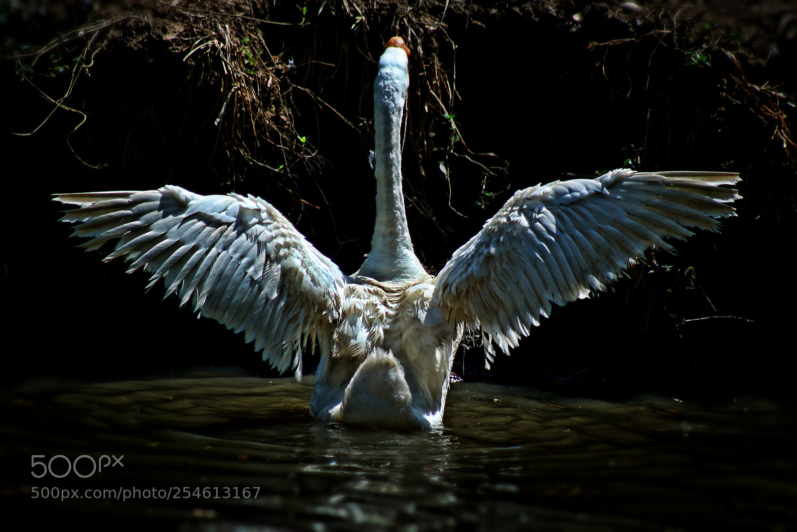 Canon EOS 700D (EOS Rebel T5i / EOS Kiss X7i) sample photo. Fluttering white swan in photography