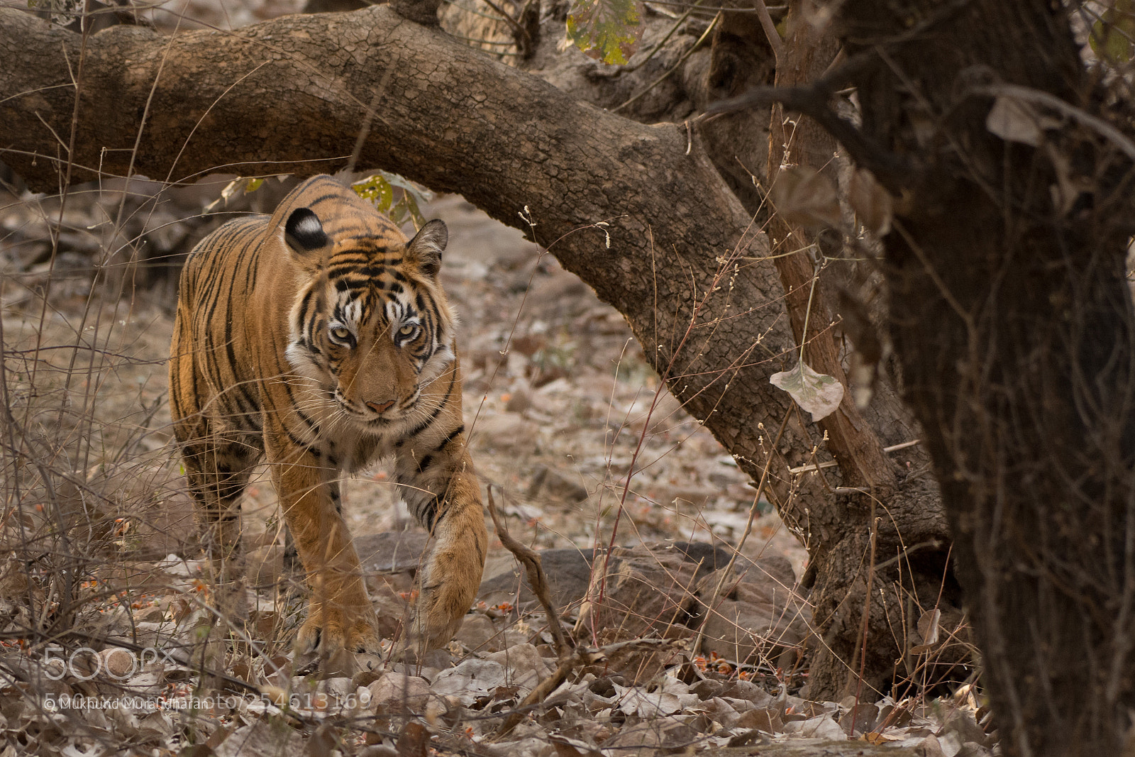 Nikon D7100 sample photo. Natural frame photography