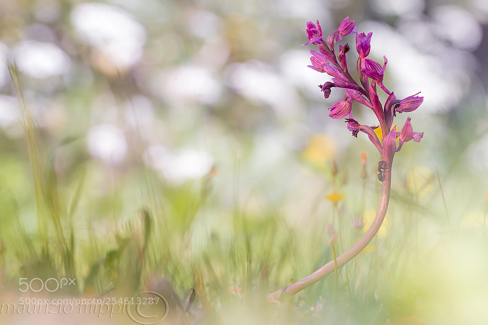 Canon EOS 70D sample photo. Orchidea selvatica photography