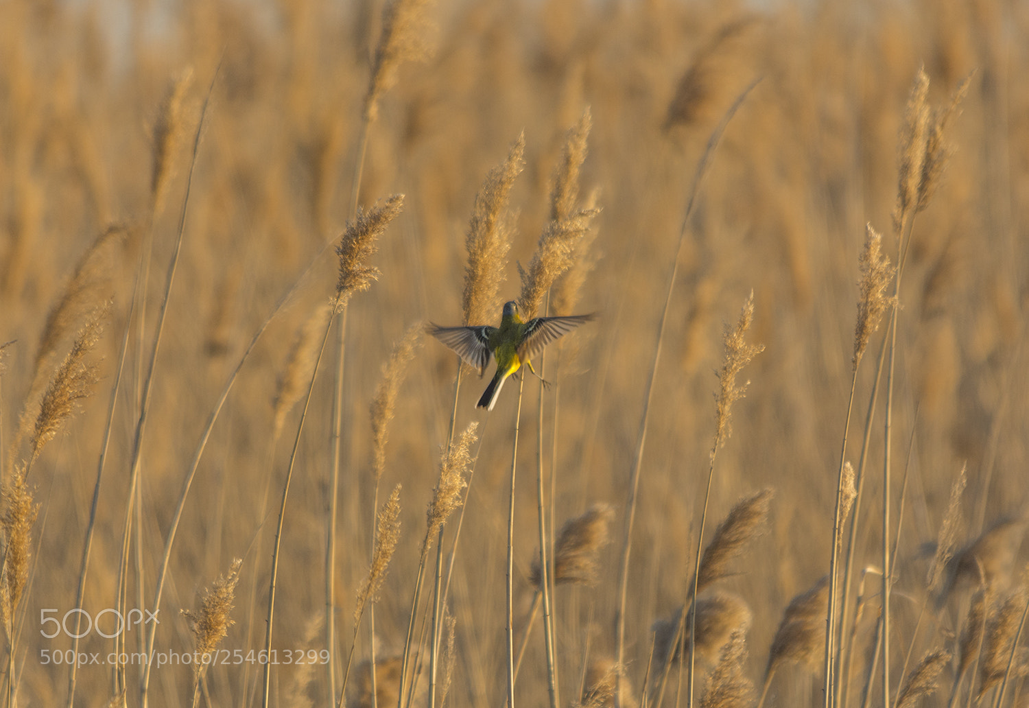 Nikon D7100 sample photo. Nightfall fly photography