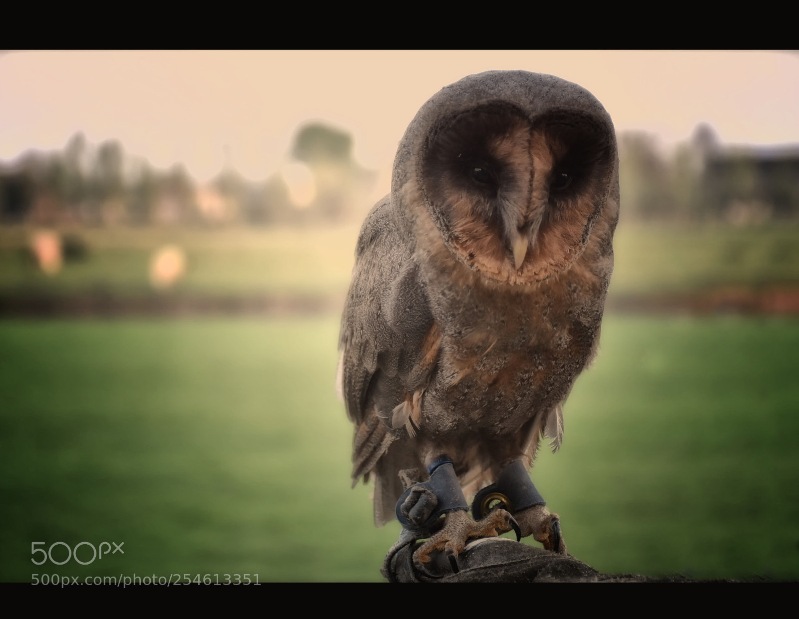 Nikon D7200 sample photo. Church owl photography