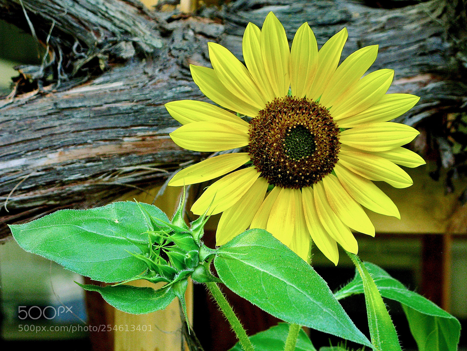 Canon POWERSHOT G9 sample photo. Sunflower grapevine in our photography