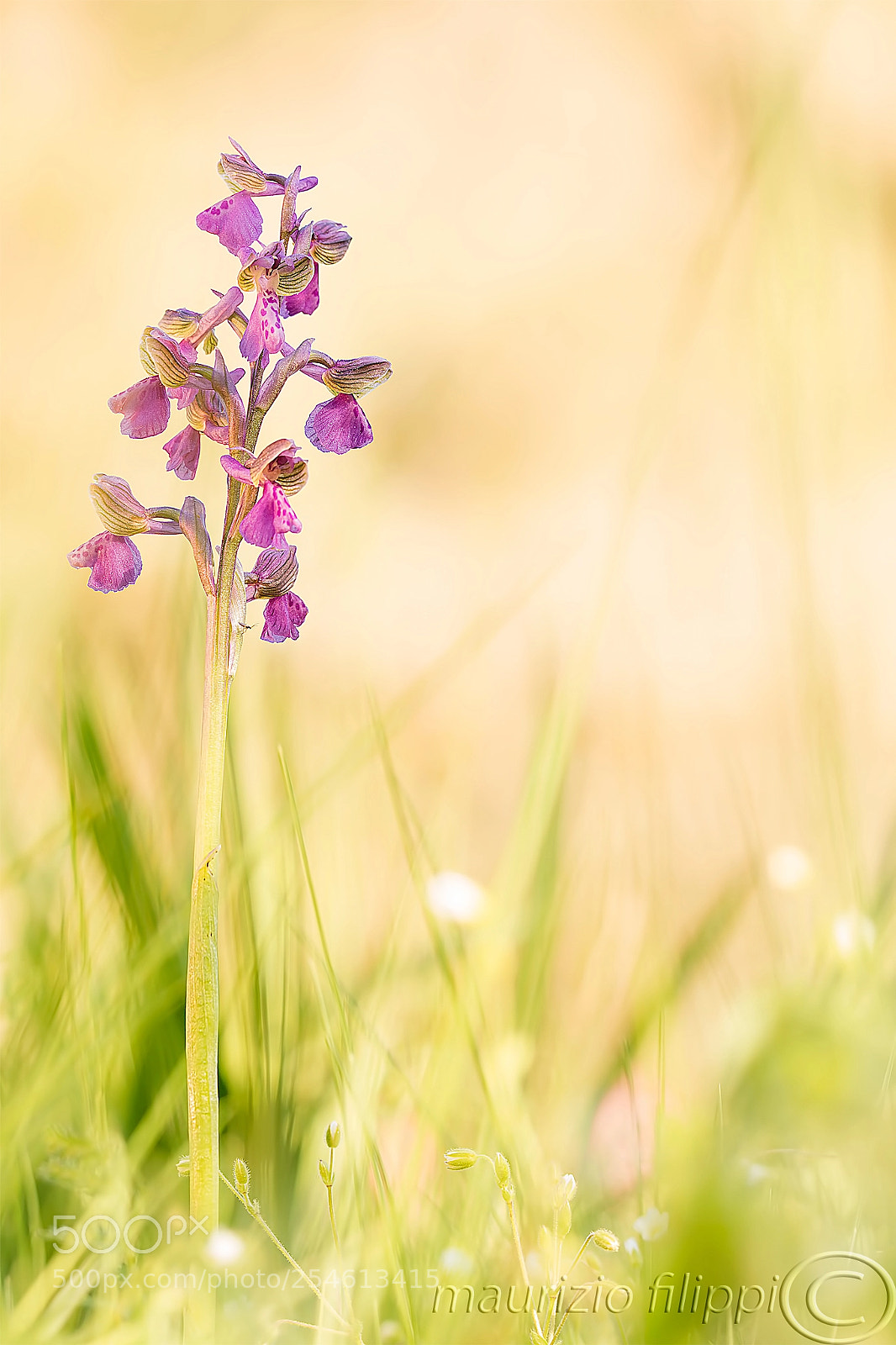 Canon EOS 70D sample photo. Orchidea selvatica photography