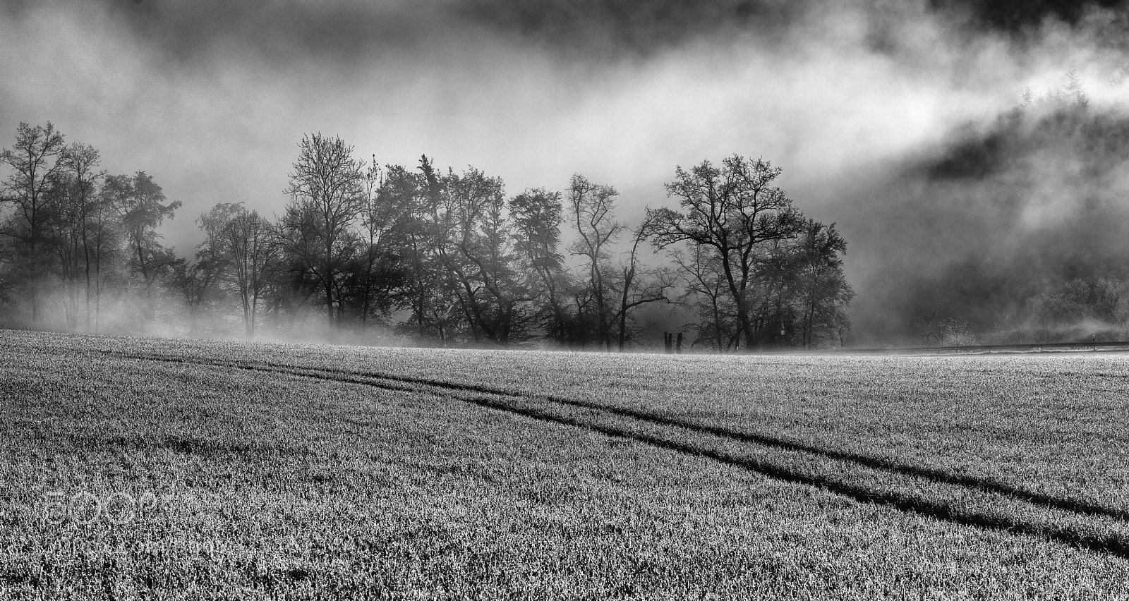 Nikon D810 sample photo. Foggy morning photography