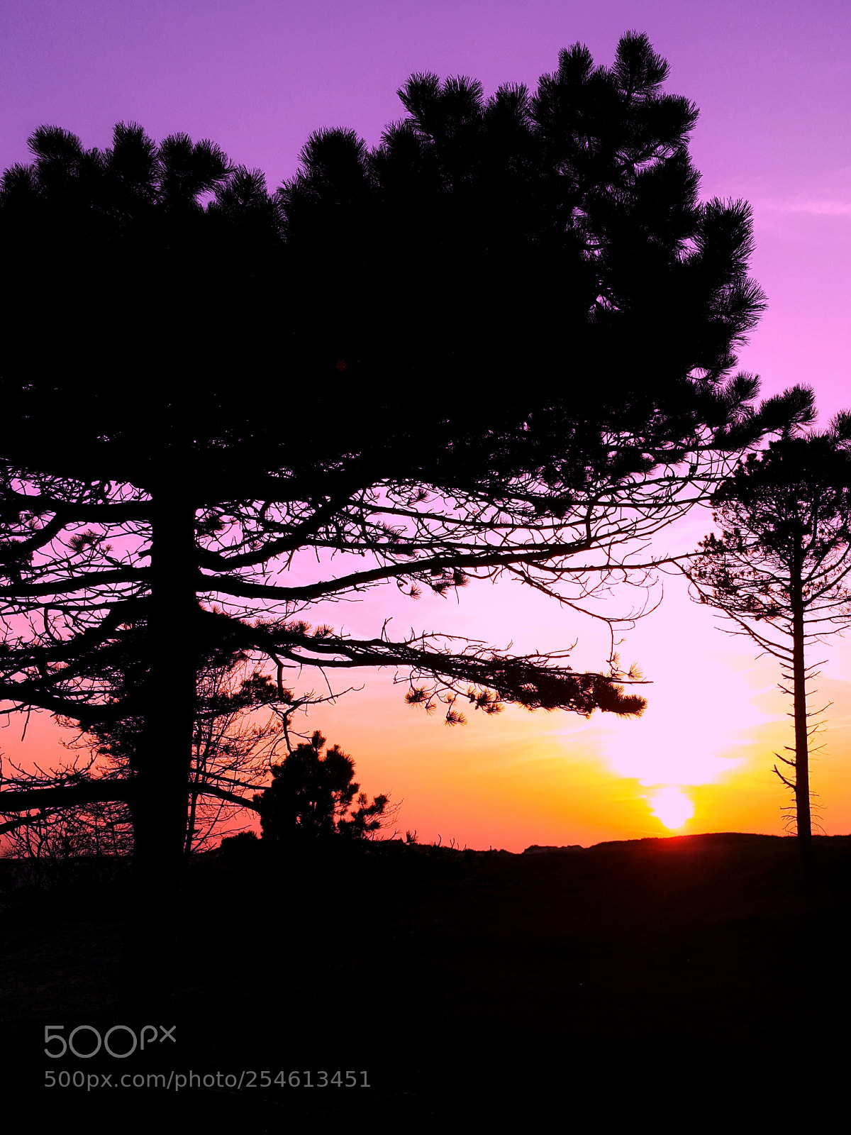 Samsung Galaxy S6 sample photo. • lonely tree 2 • photography