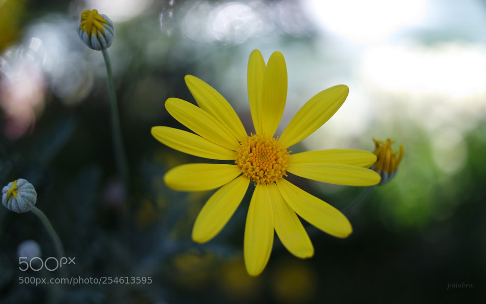 Samsung NX3000 sample photo. ... photography