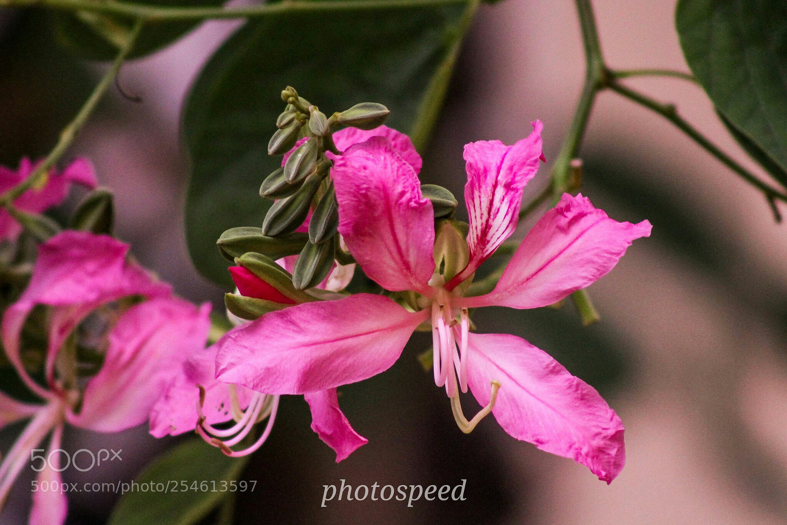 Canon EOS 7D sample photo. Untitled photography