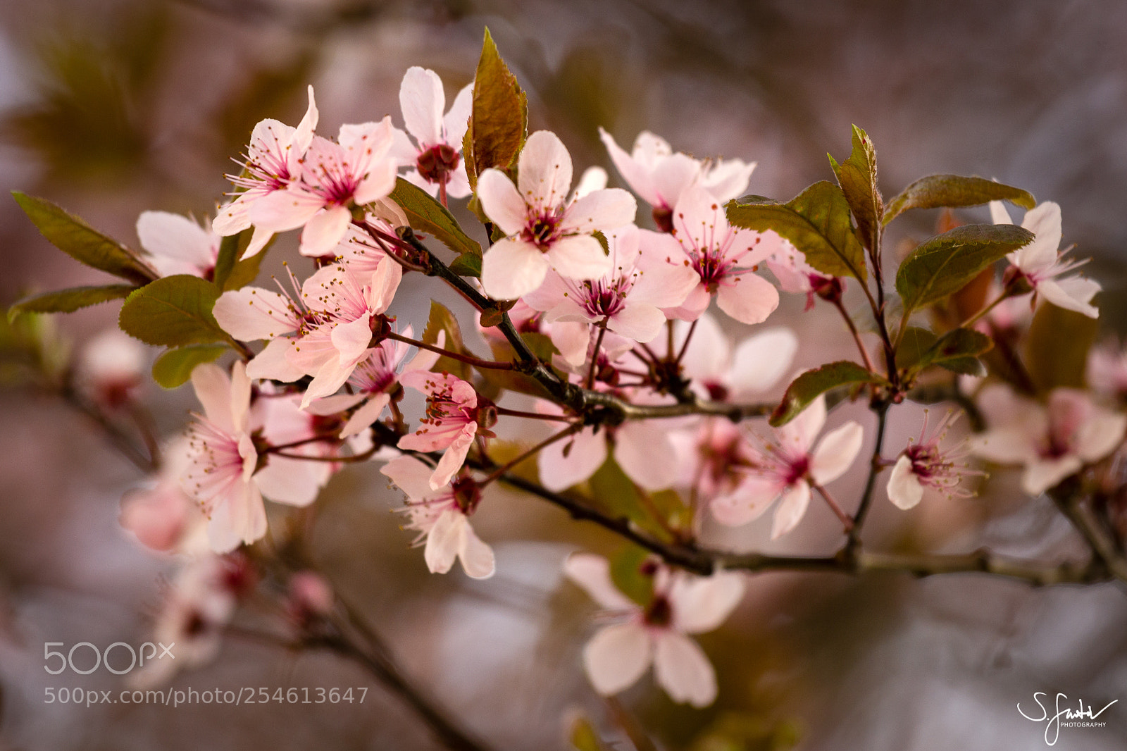 Canon EOS 60D sample photo. Spring time i. photography