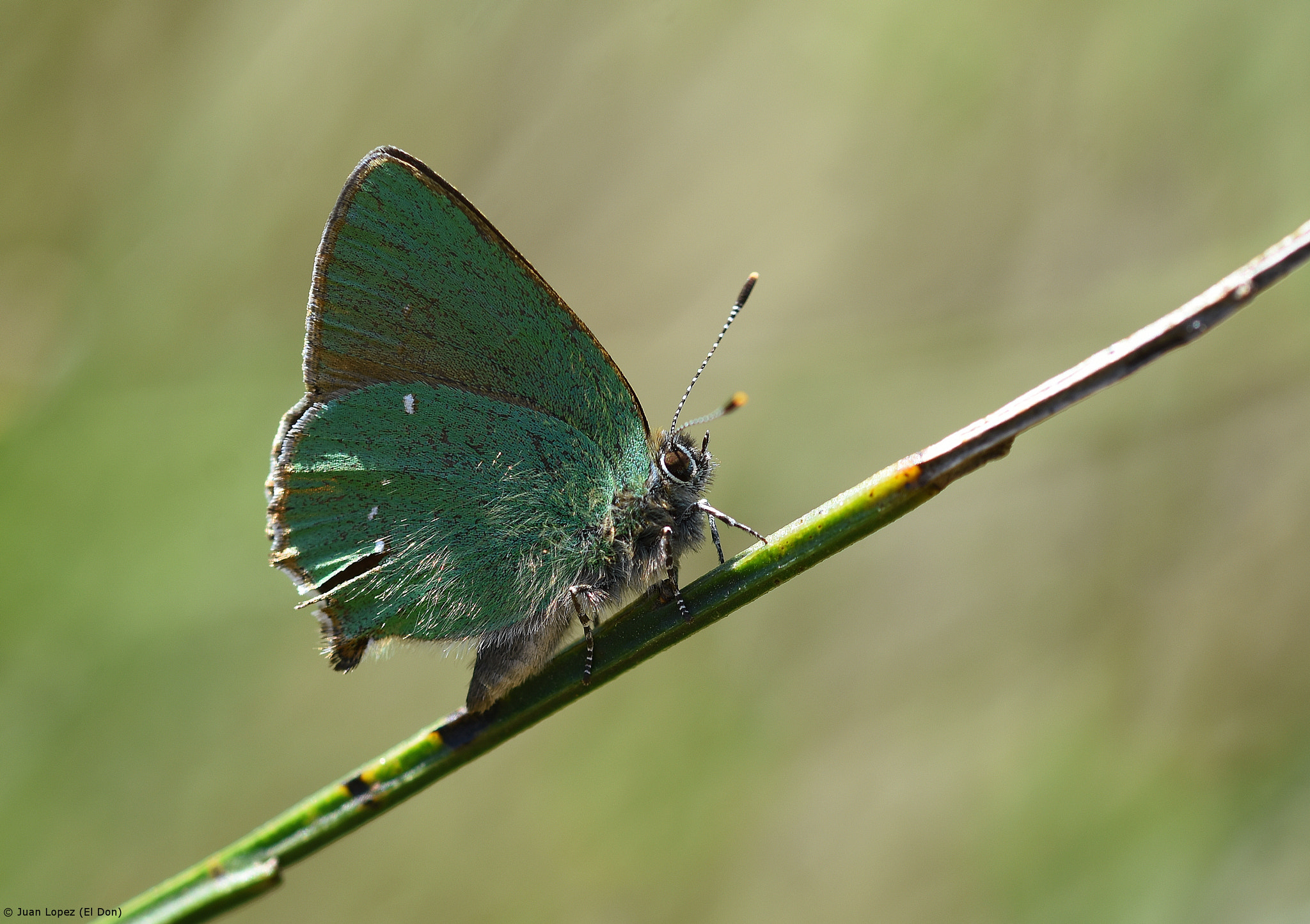 Nikon D7200 sample photo. Sunbathing...!!! photography