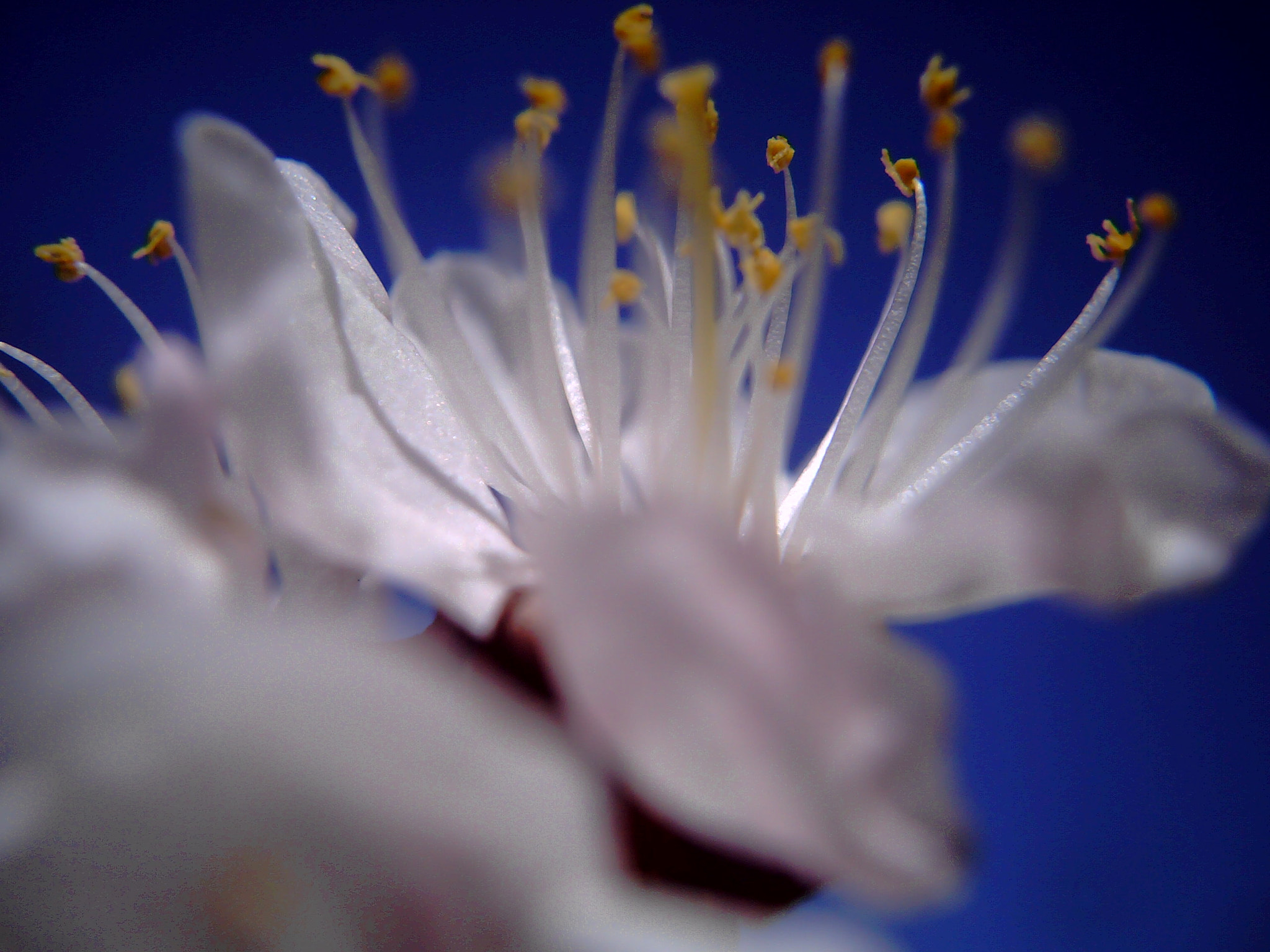 Syntek USB Camera sample photo. Mystery photography
