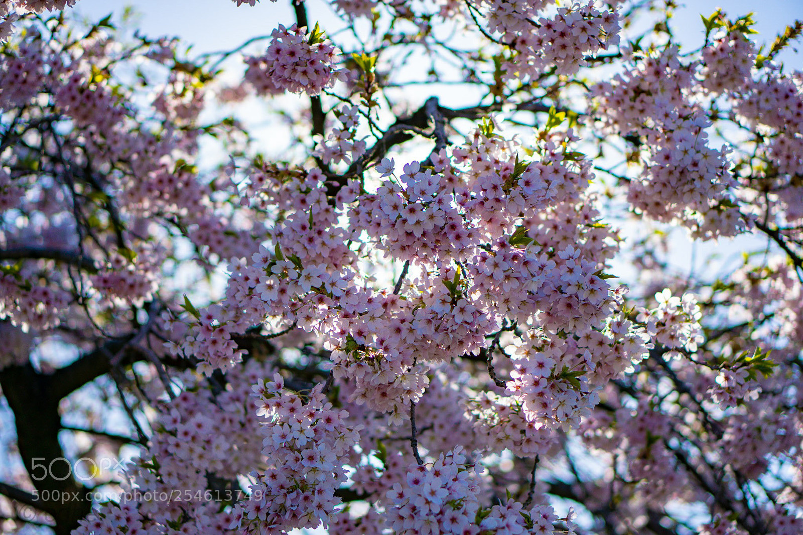 Sony a6300 sample photo. Blossom photography