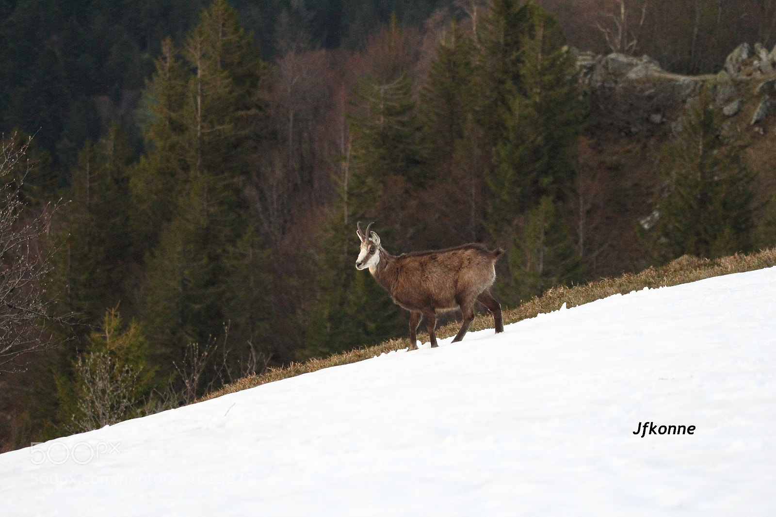 Canon EOS 60D sample photo. Chamois photography