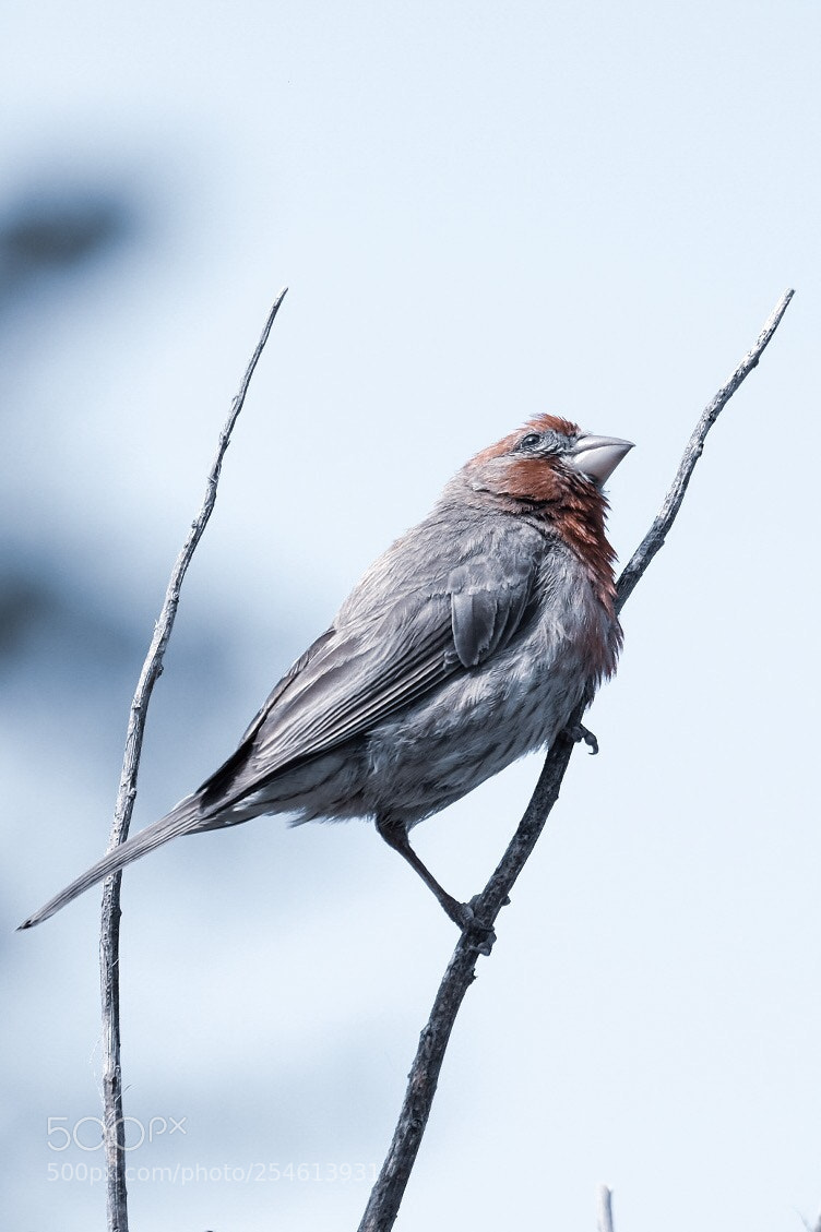 Fujifilm X-T1 sample photo. House finch photography