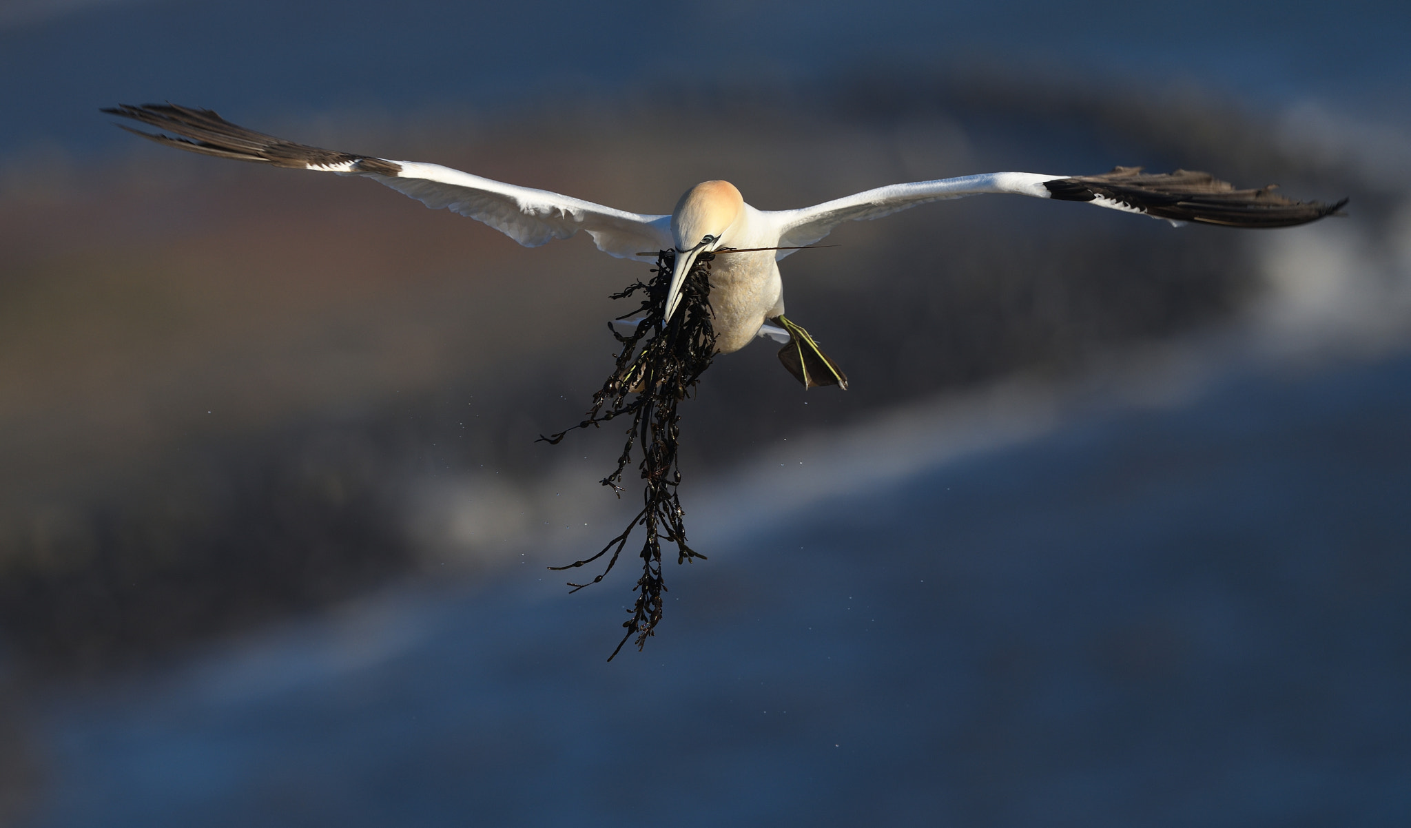 Nikon AF-S Nikkor 500mm F4G ED VR sample photo. Sea weed photography