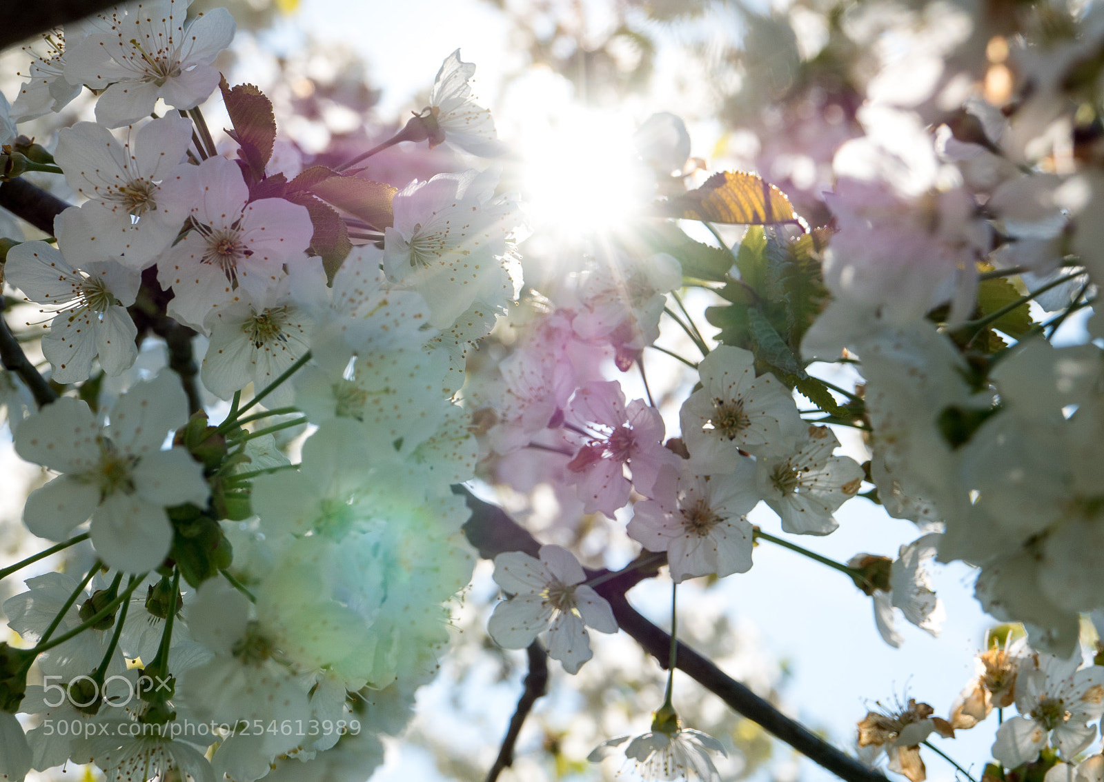 Panasonic Lumix DMC-LX100 sample photo. Through the blossoms photography