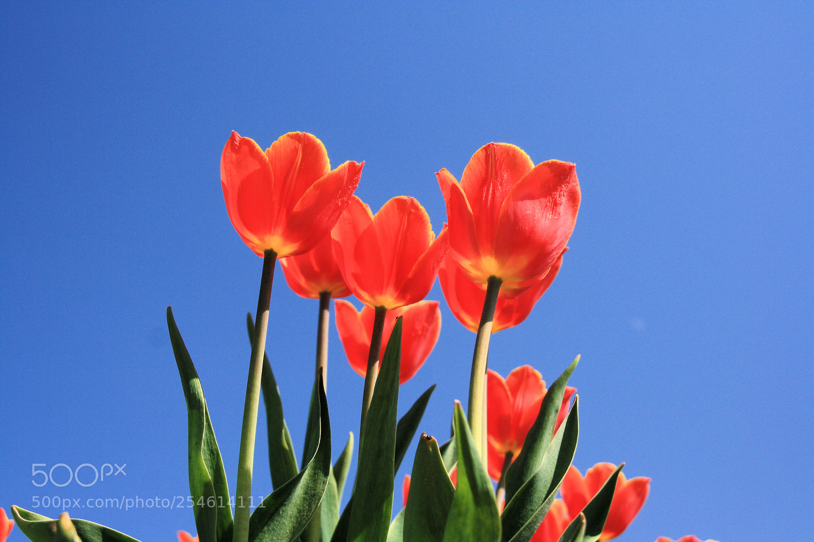 Canon EOS 1000D (EOS Digital Rebel XS / EOS Kiss F) sample photo. Groepje tulpen photography
