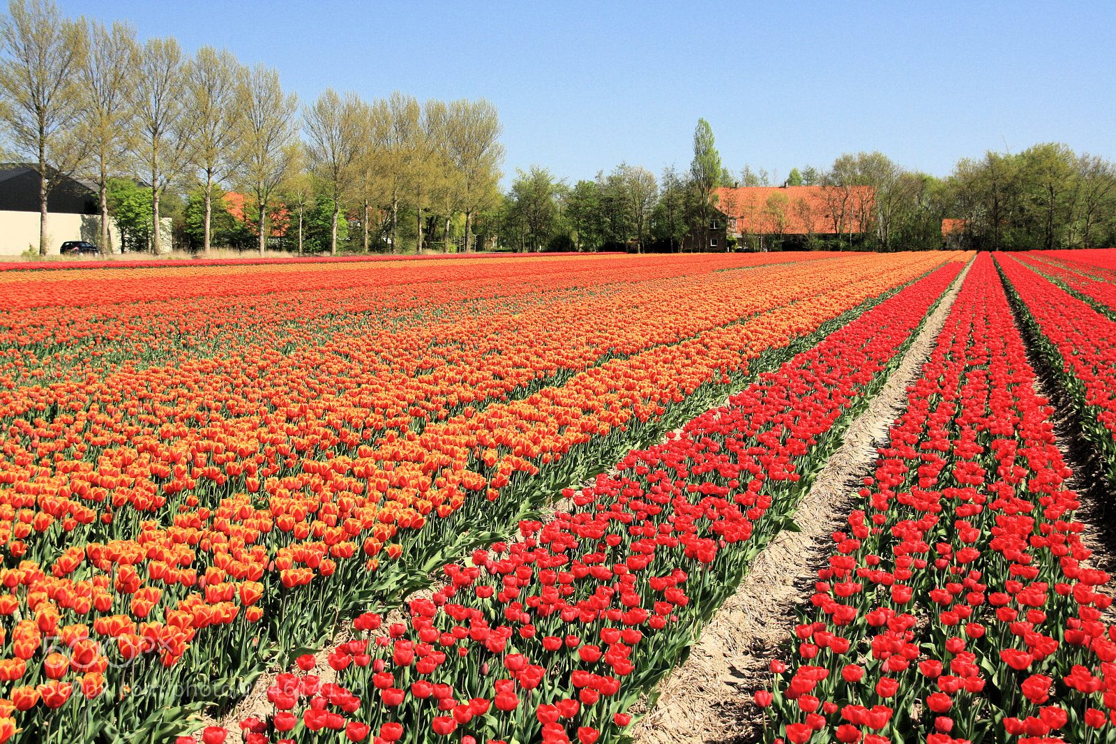 Canon EOS 1000D (EOS Digital Rebel XS / EOS Kiss F) sample photo. Tulpenveld nop photography