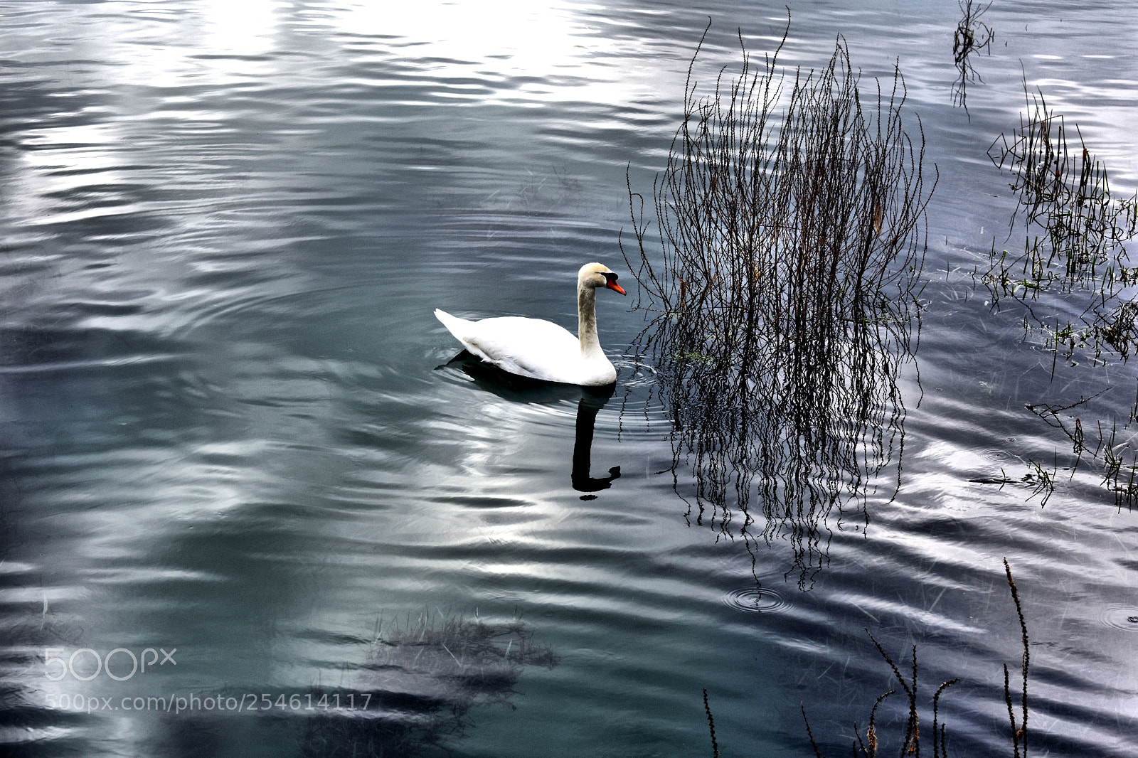 Nikon D3400 sample photo. Le cygne photography