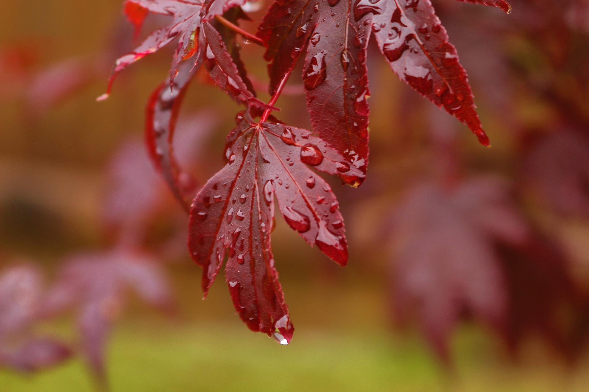 Canon EOS 80D sample photo. Rain drop on maple leaves best photography