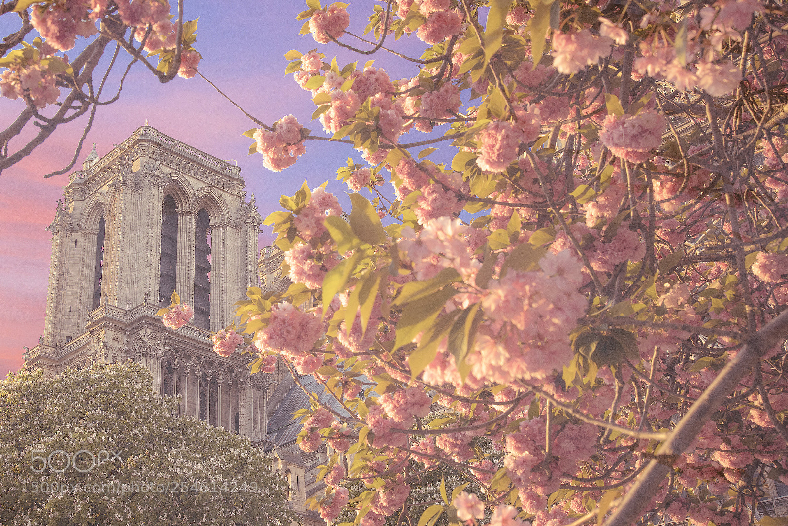 Canon EOS 5D Mark IV sample photo. Spring on paris photography