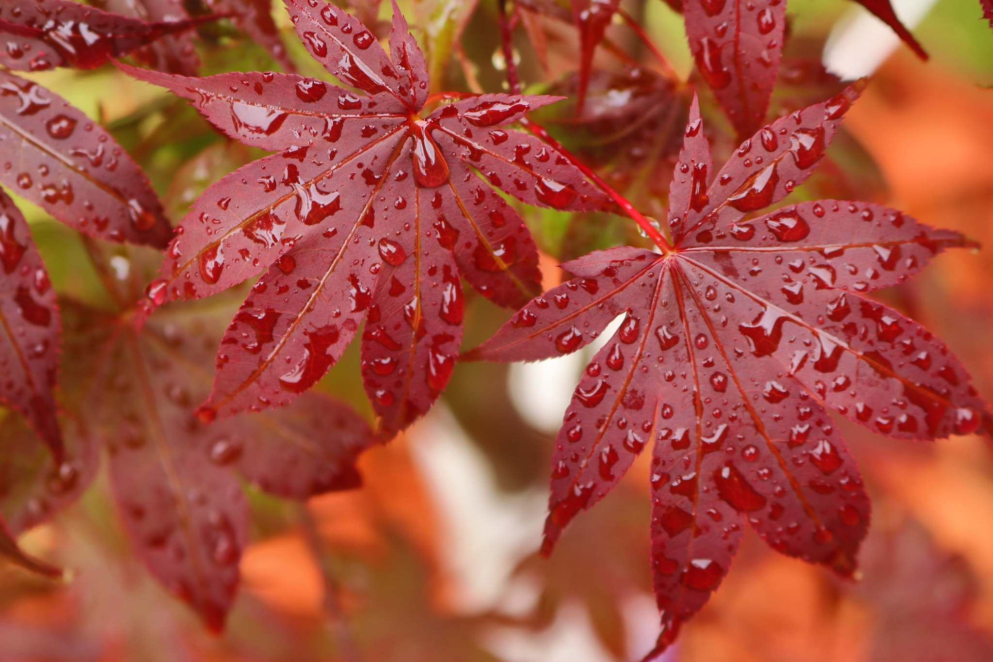 Canon EOS 80D sample photo. Rain drop on maple leaves best photography