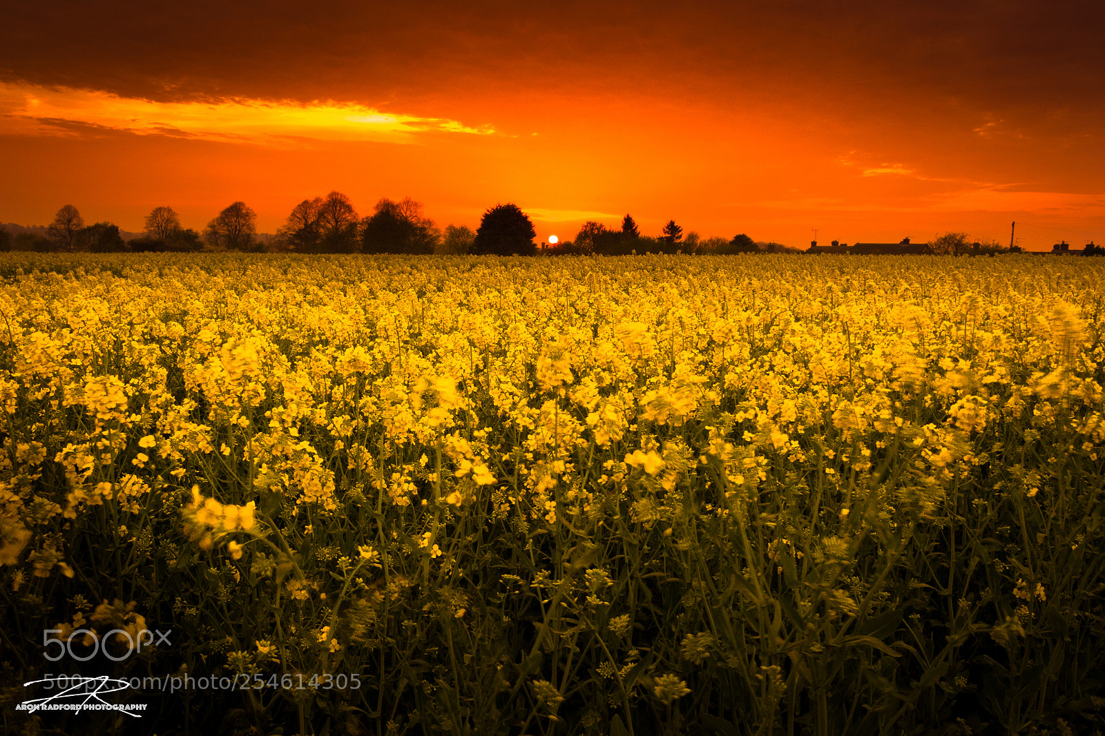 Nikon D7100 sample photo. Rapeseed sunset photography