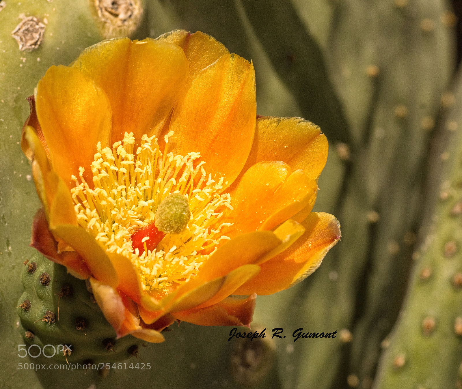 Sony SLT-A65 (SLT-A65V) sample photo. Cactus flower photography