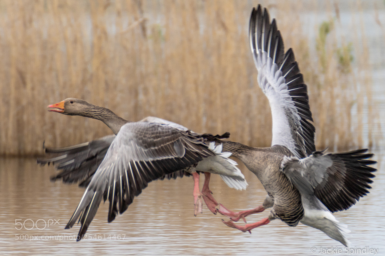 Canon EOS 7D Mark II sample photo. Greylag fighting photography