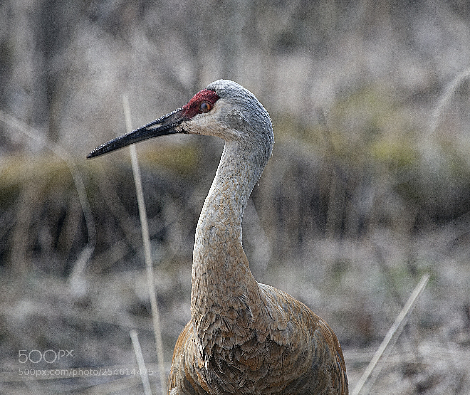 Canon EOS 5D sample photo. High alert photography