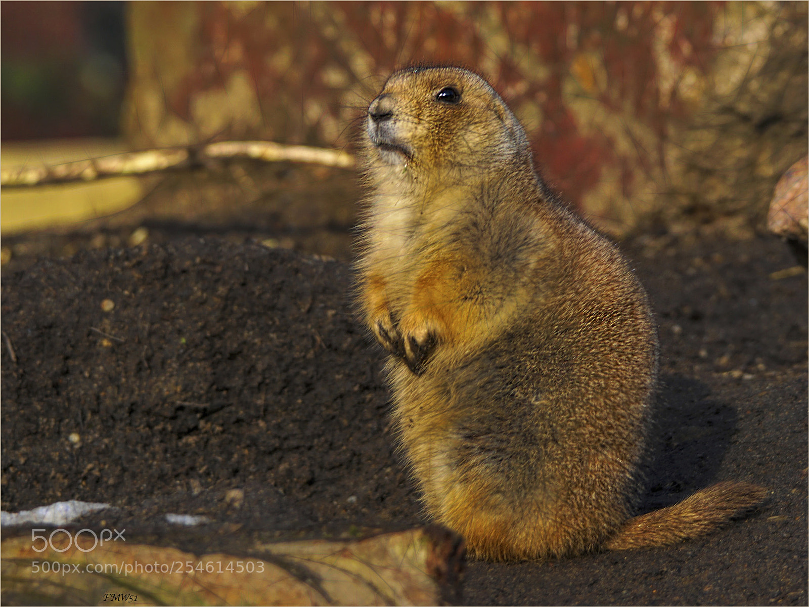 Sony ILCA-77M2 sample photo. Black-tailed prairie dog photography