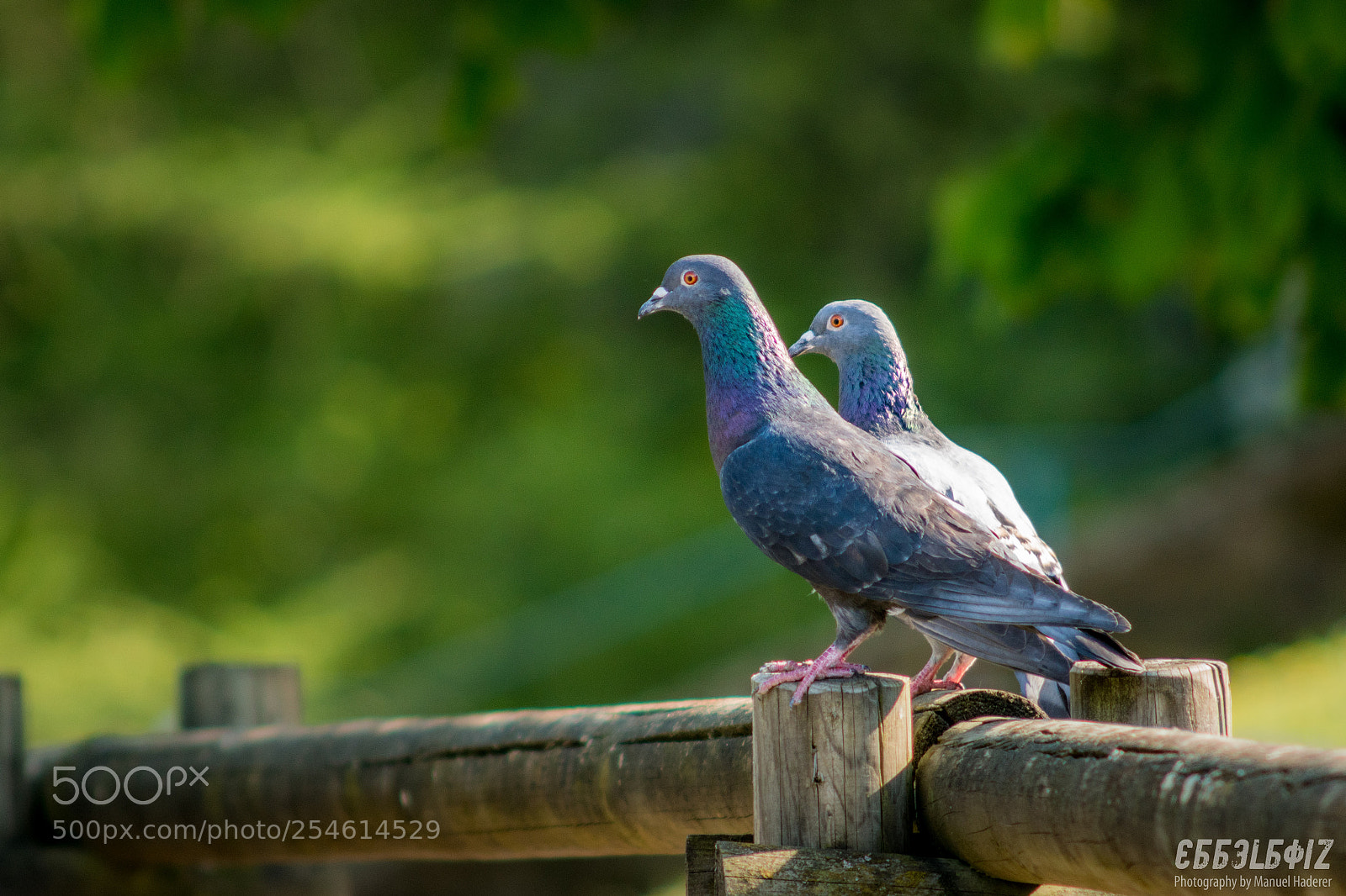 Sony ILCA-77M2 sample photo. Pigeons on the fence photography