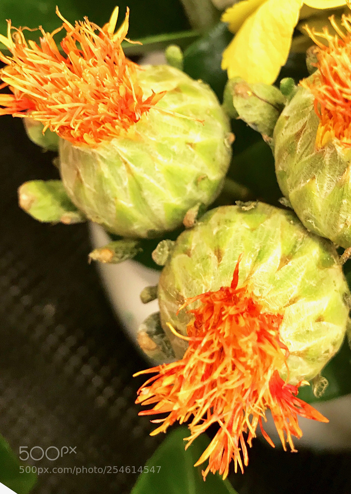 Apple iPhone 7 Plus sample photo. Blooms 
about to bloom photography
