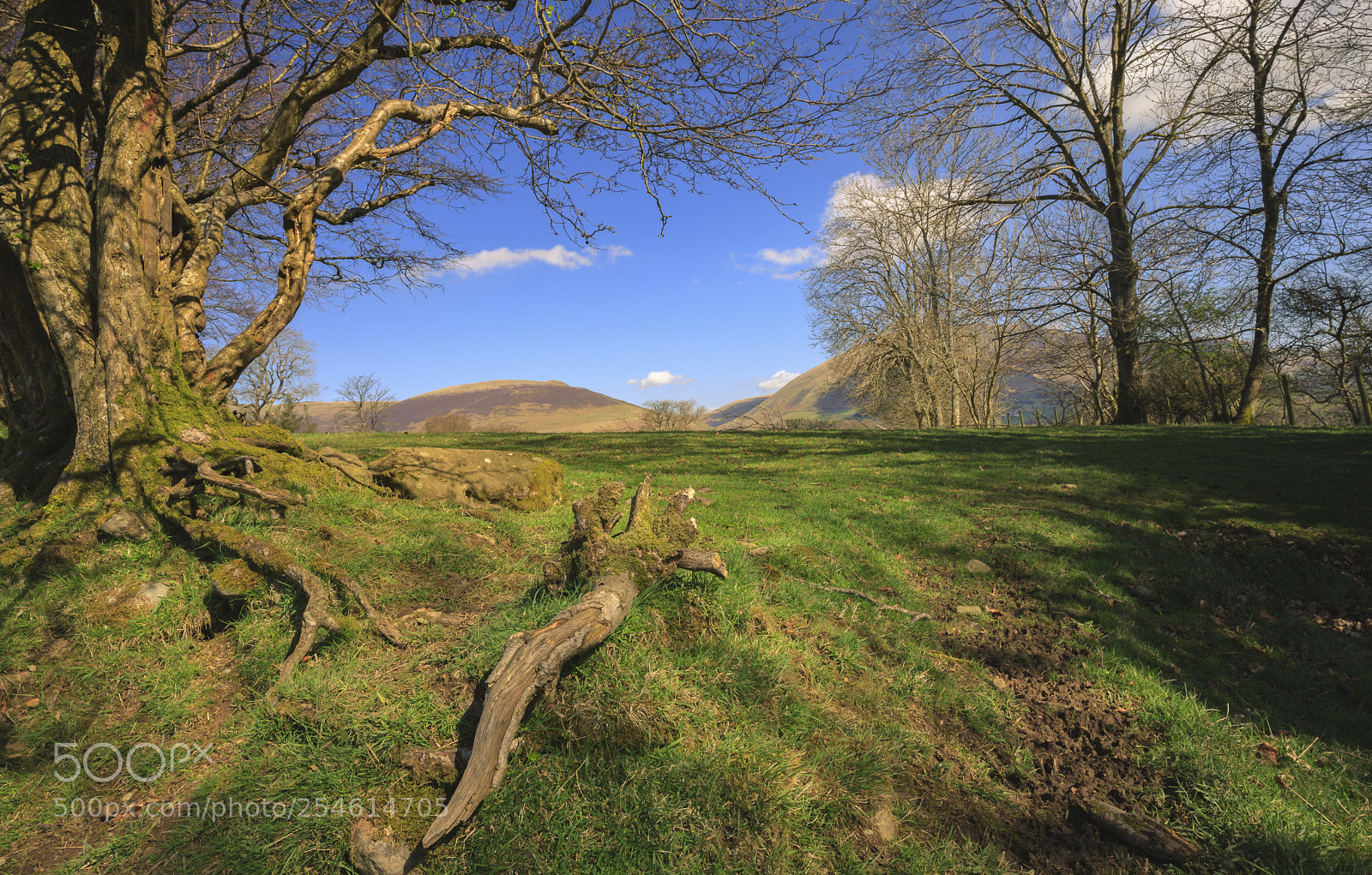Canon EOS-1Ds Mark III sample photo. Tree roots photography