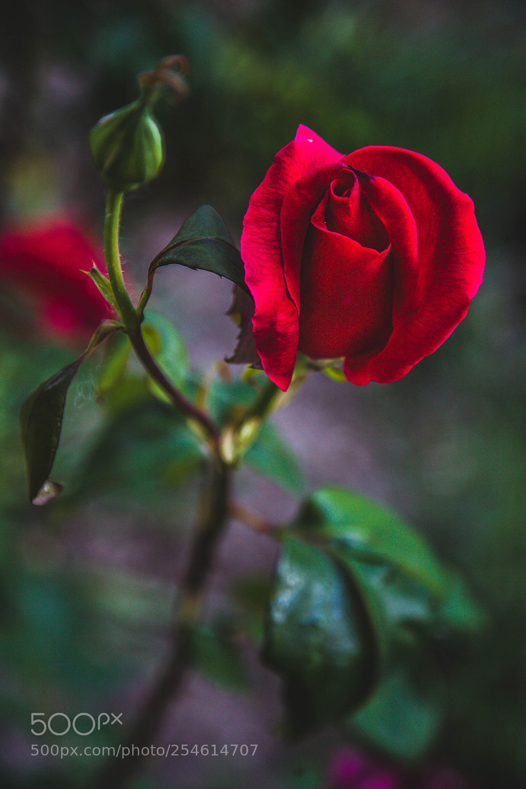 Canon EOS 5D sample photo. Img photography