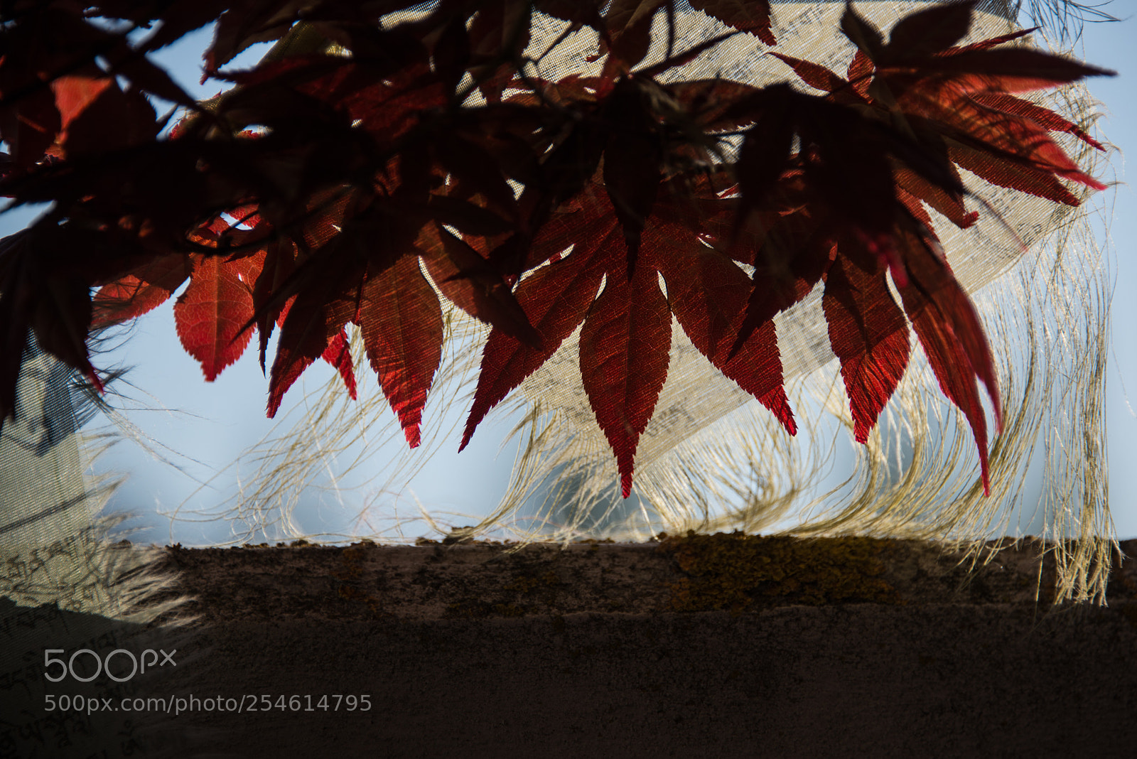 Nikon D600 sample photo. Textures photography