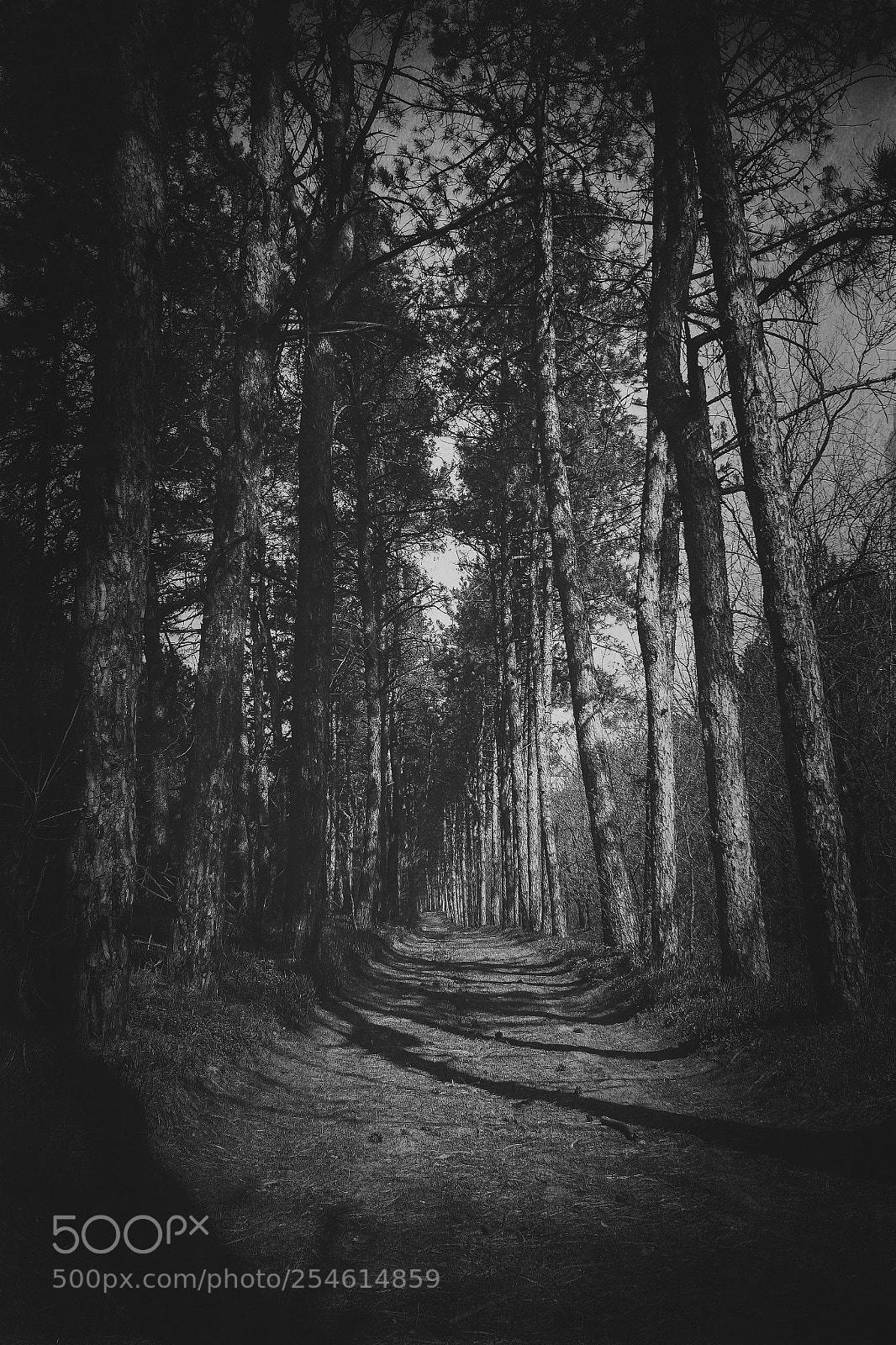 Canon EOS 60D sample photo. Path photography