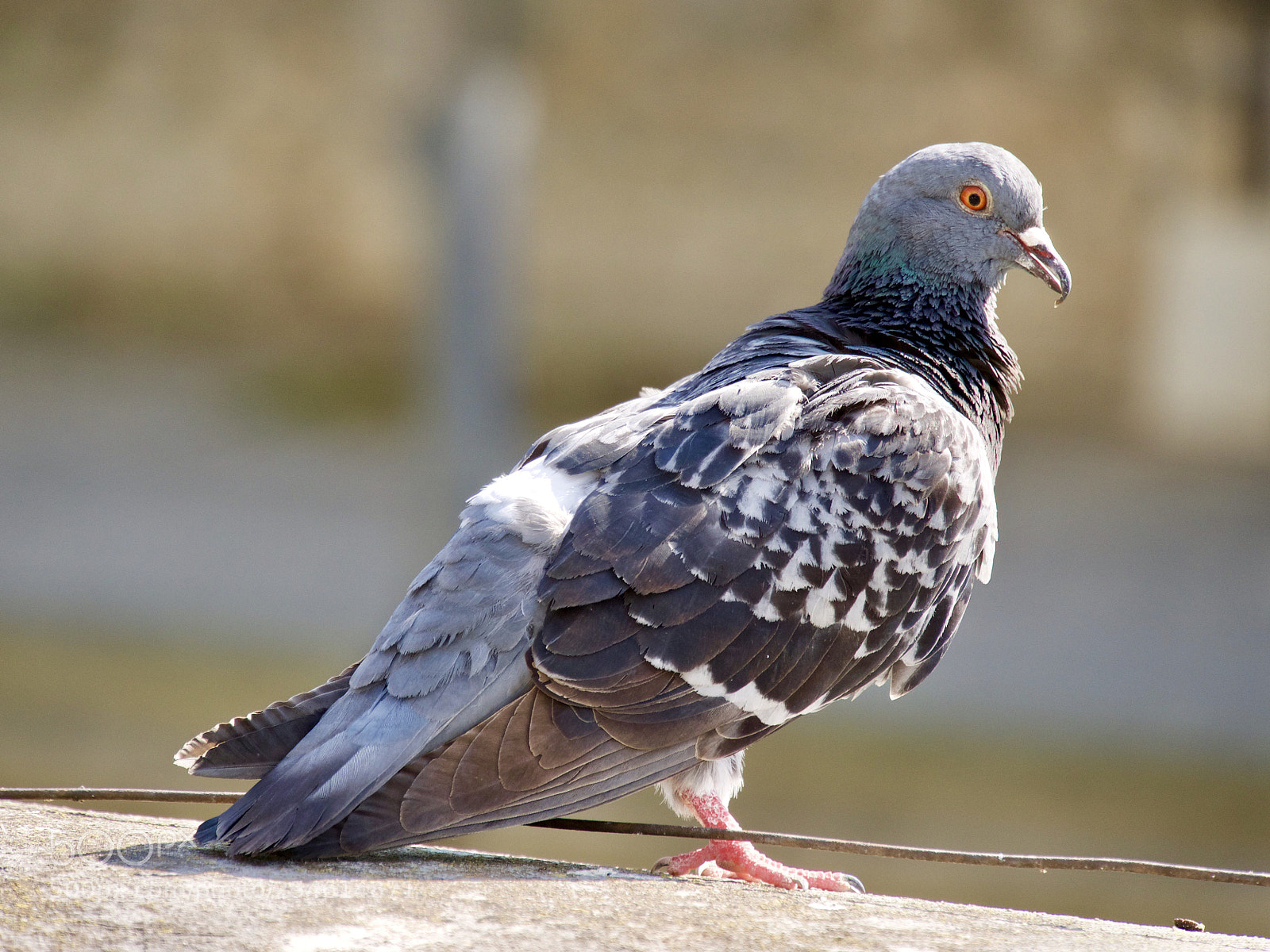 Panasonic Lumix DMC-G85 (Lumix DMC-G80) sample photo. Pigeon photography