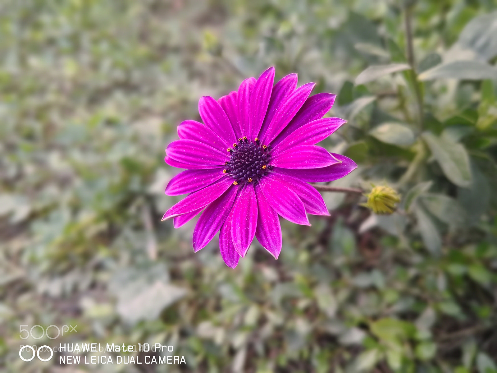 HUAWEI Mate 10 Pro sample photo. Mate 10 pro photography