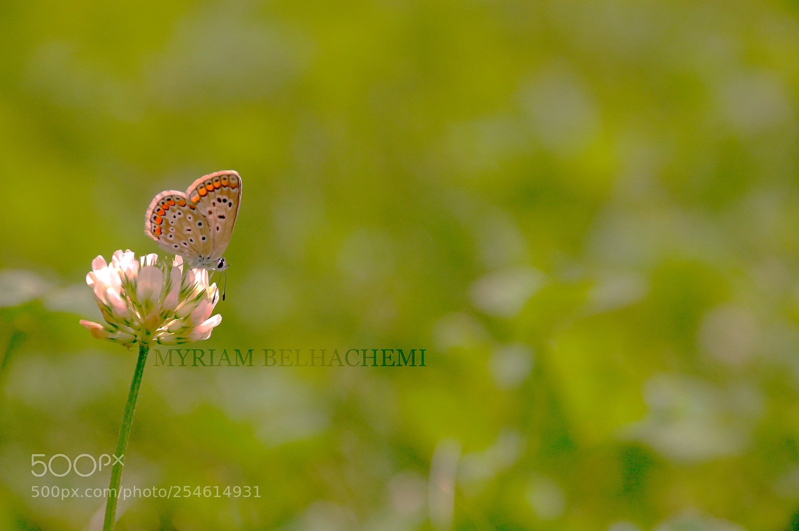 Nikon D50 sample photo. Butterfly above its flower photography