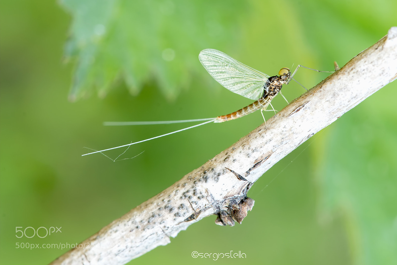 Nikon D610 sample photo. Effimera_____ photography