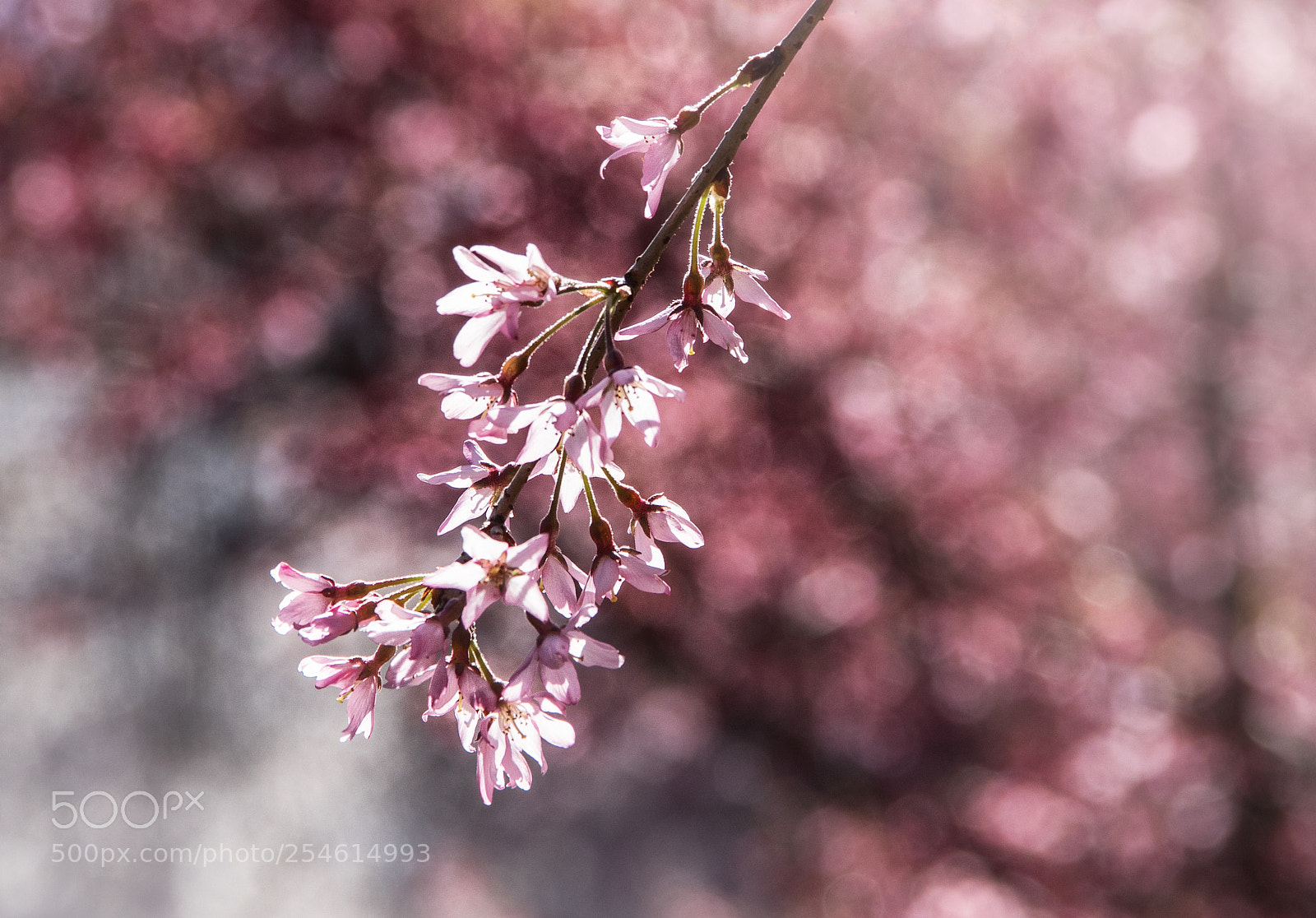 Canon EOS 800D (EOS Rebel T7i / EOS Kiss X9i) sample photo. Aglow with cherry blossoms photography