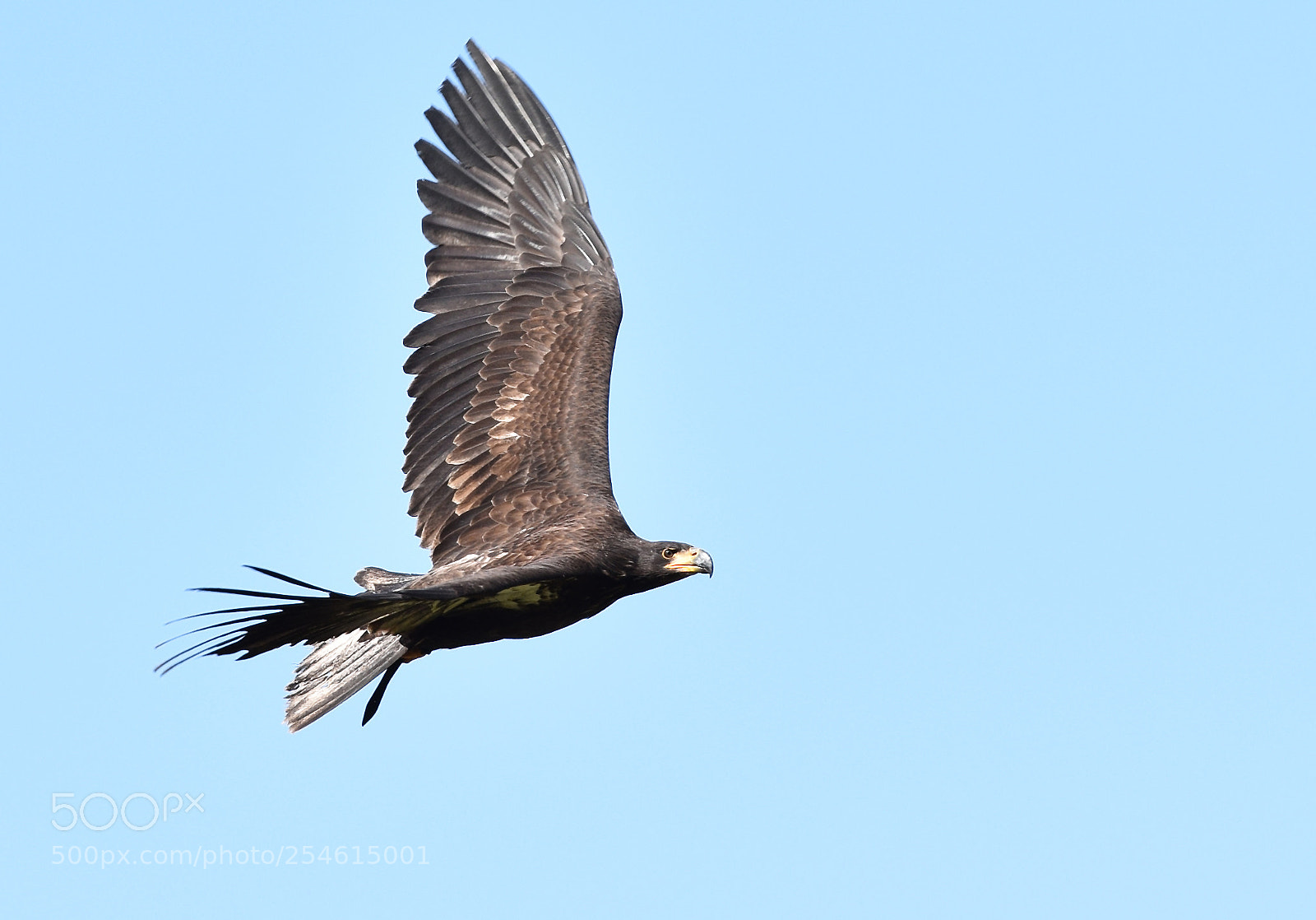 Nikon D5300 sample photo. Bald eagle photography