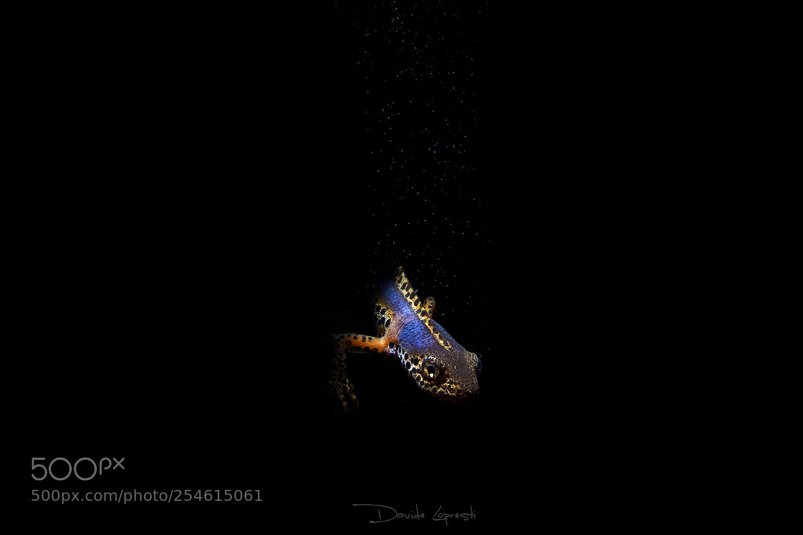 Nikon D600 sample photo. Tritone alpestre photography