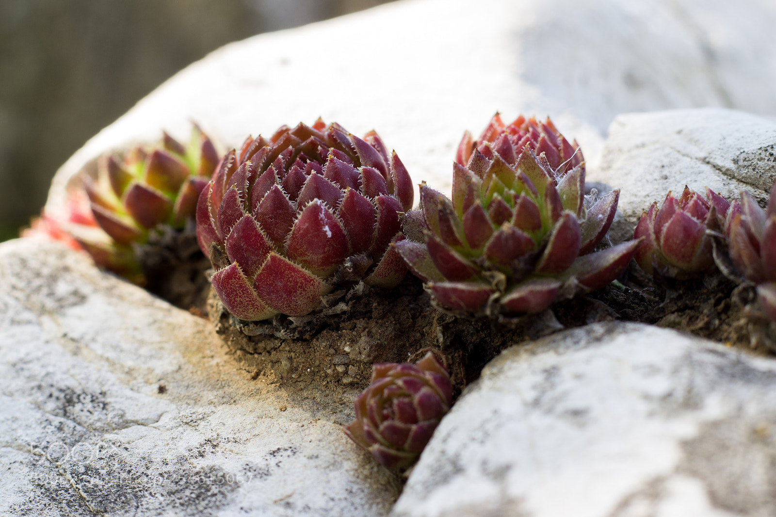 Canon EOS 600D (Rebel EOS T3i / EOS Kiss X5) sample photo. Sempervivum in stone photography