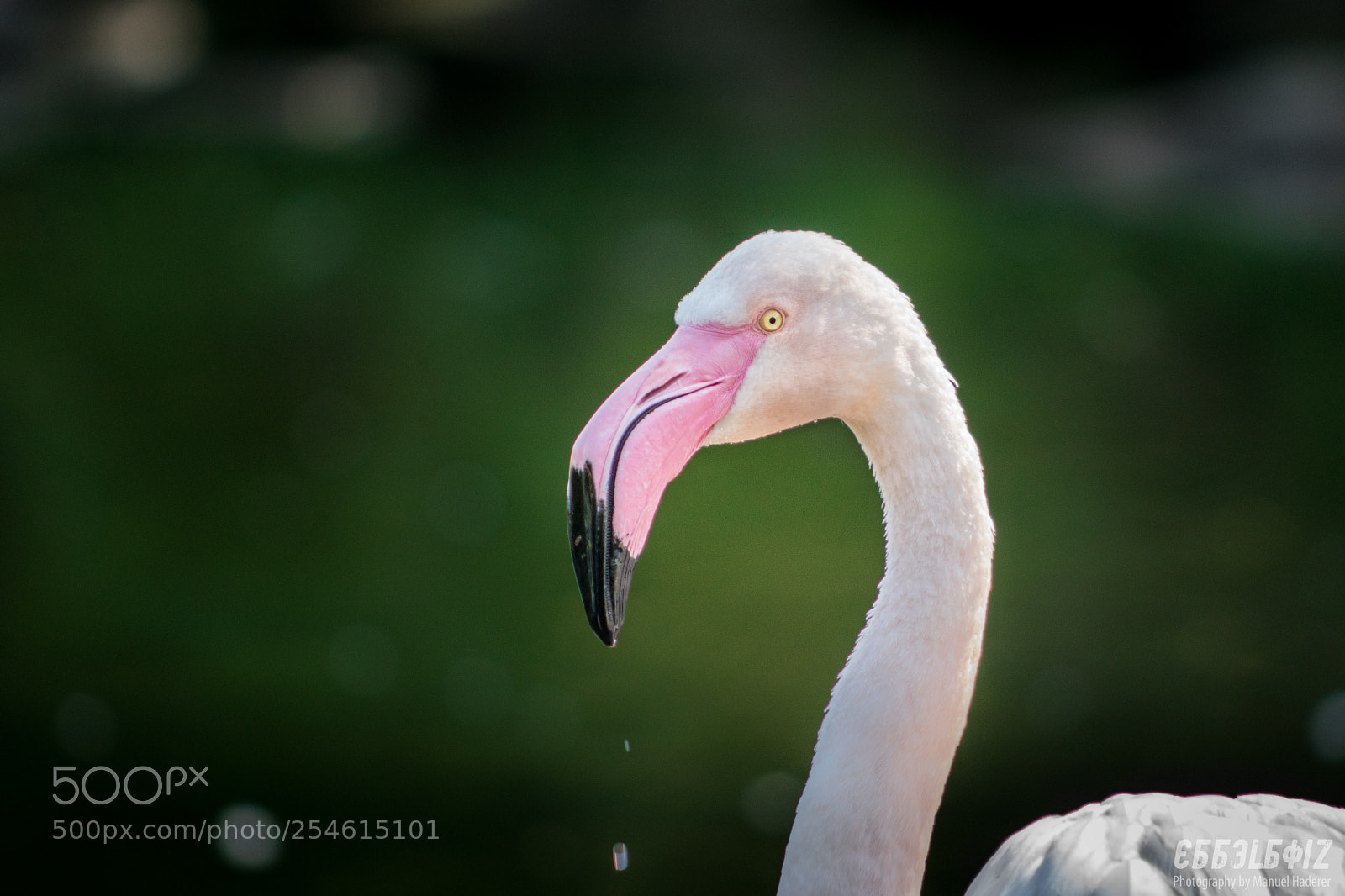 Sony ILCA-77M2 sample photo. Flamingo profile photography