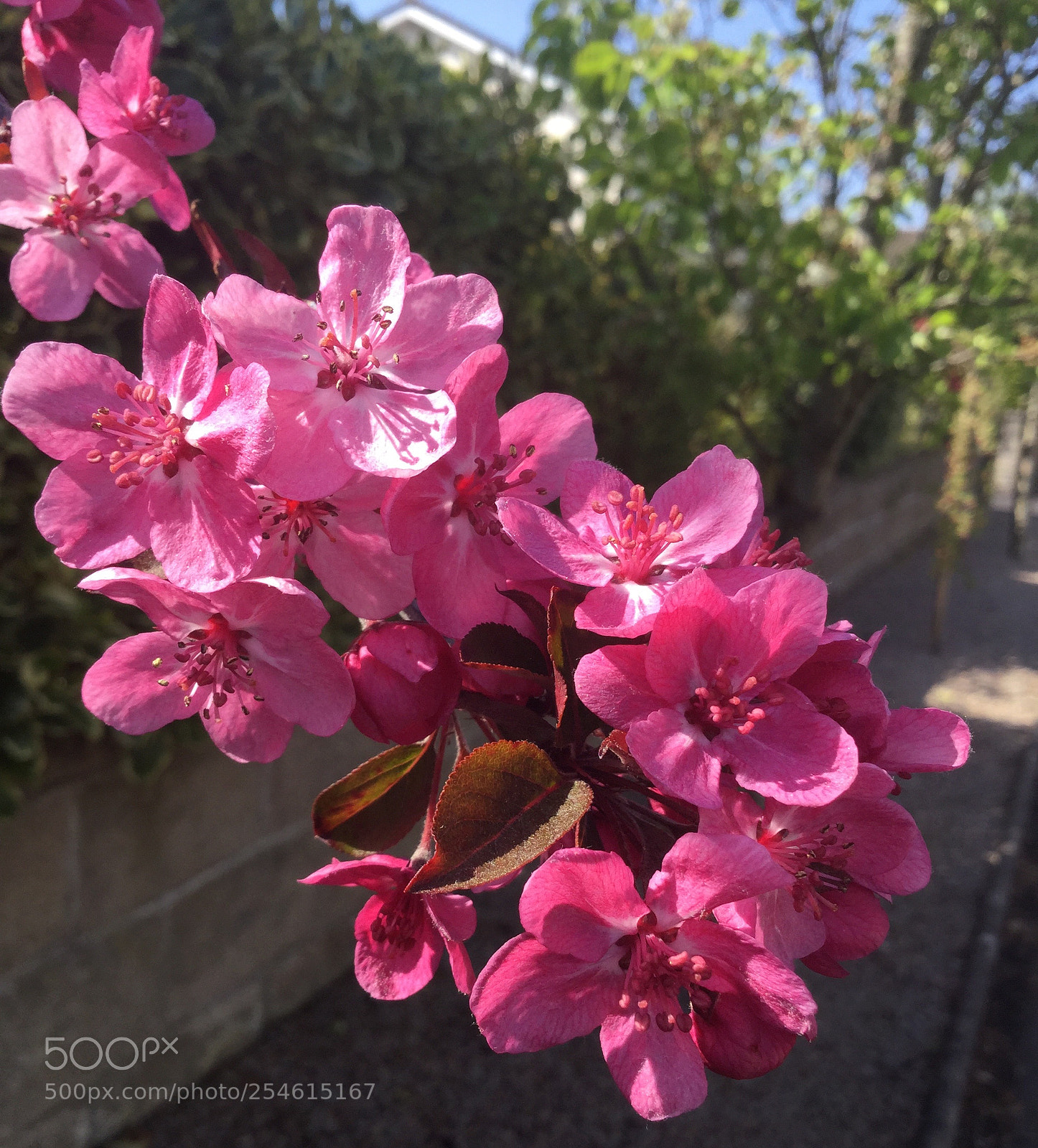 Apple iPod touch sample photo. Pink blossom photography