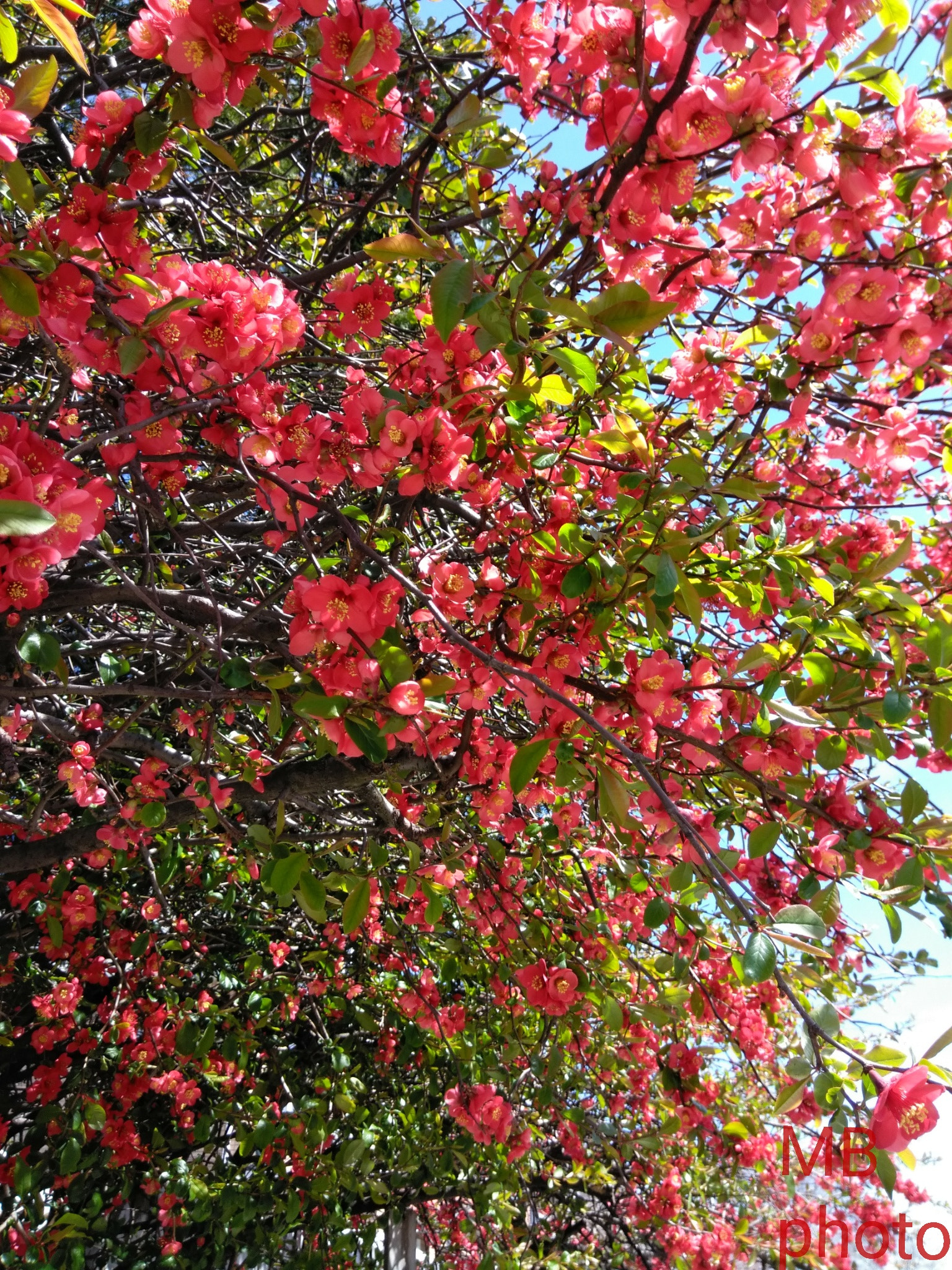 ZTE BLADE ZMAX sample photo. Spring time photography