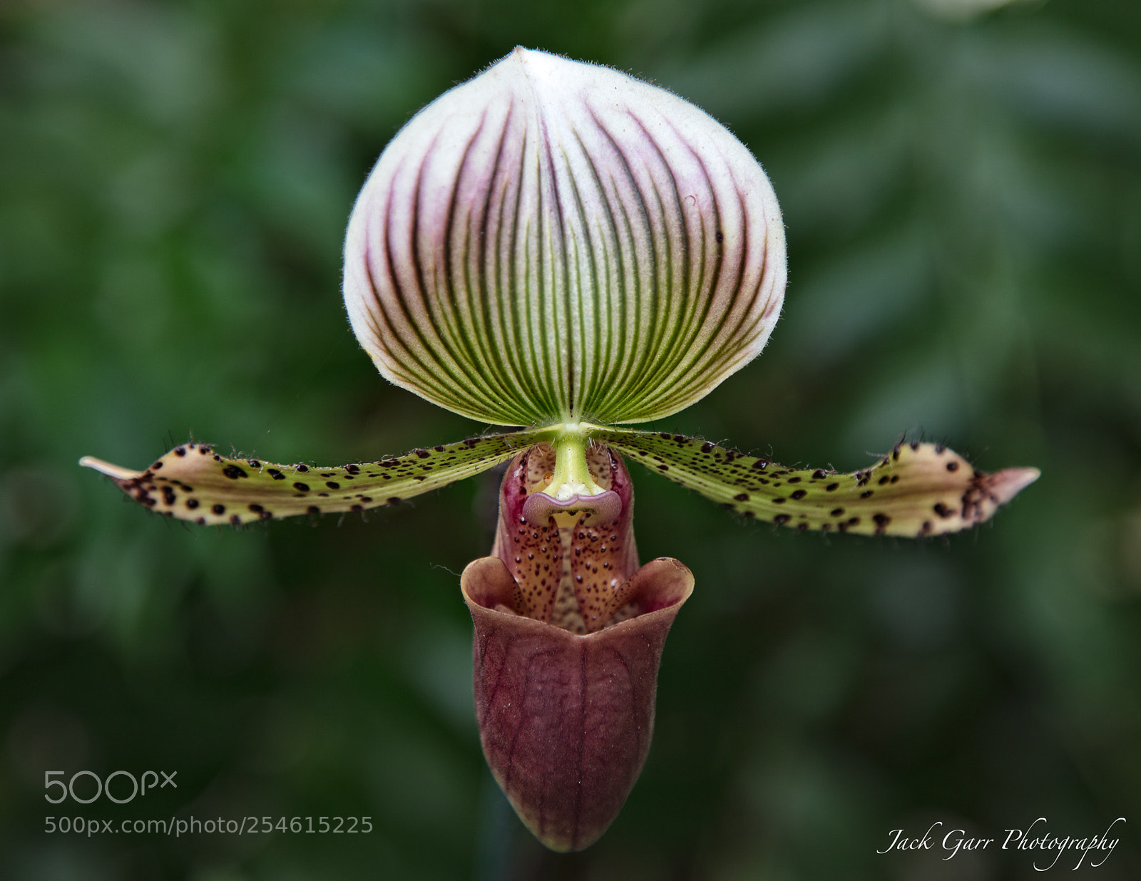 Canon EOS 5DS sample photo. Paphiopedilum photography